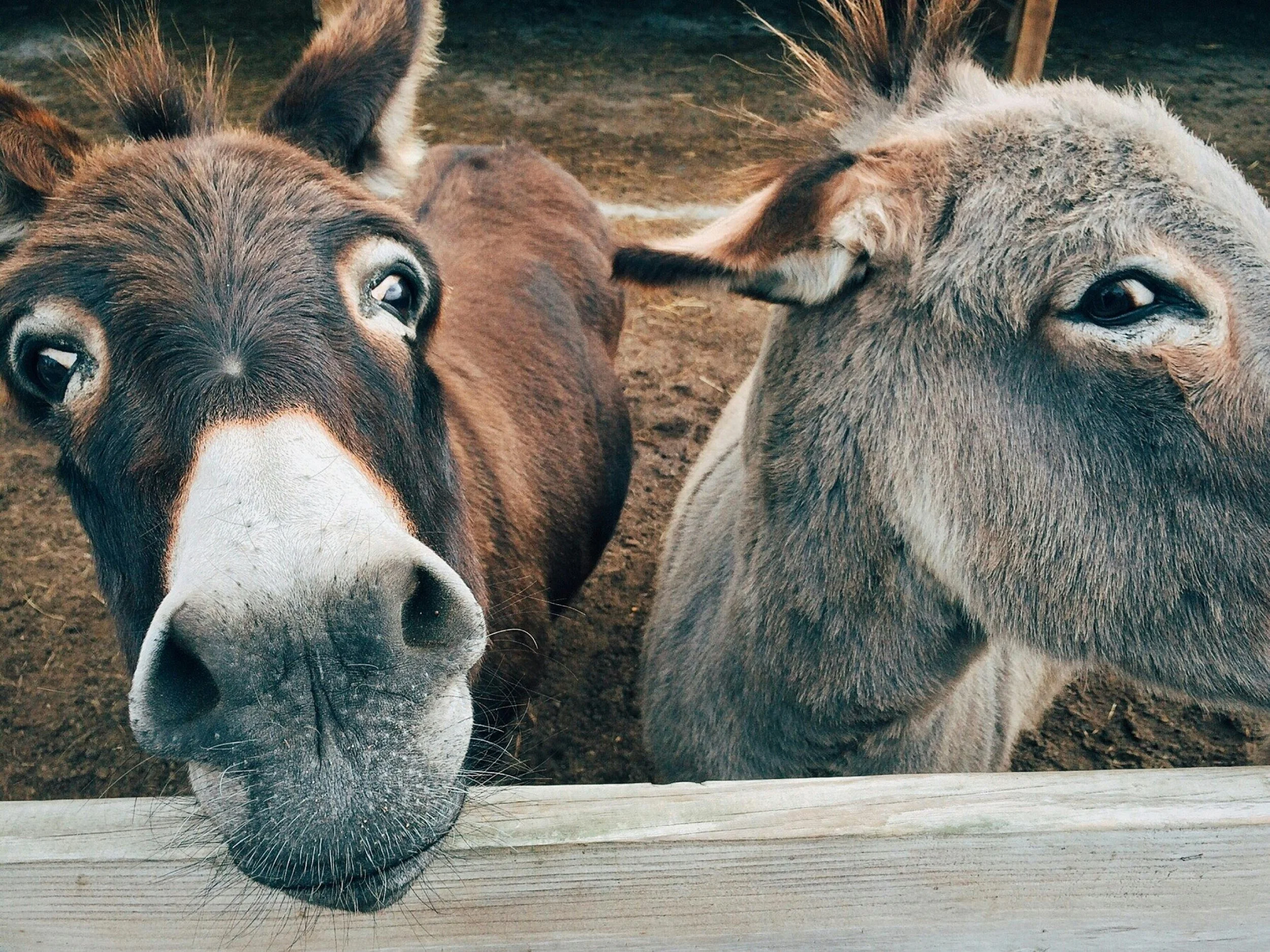 Close-up of two donkeys peering over a wooden fence, one with a dark brown coat and the other with a light gray coat, on a farm.