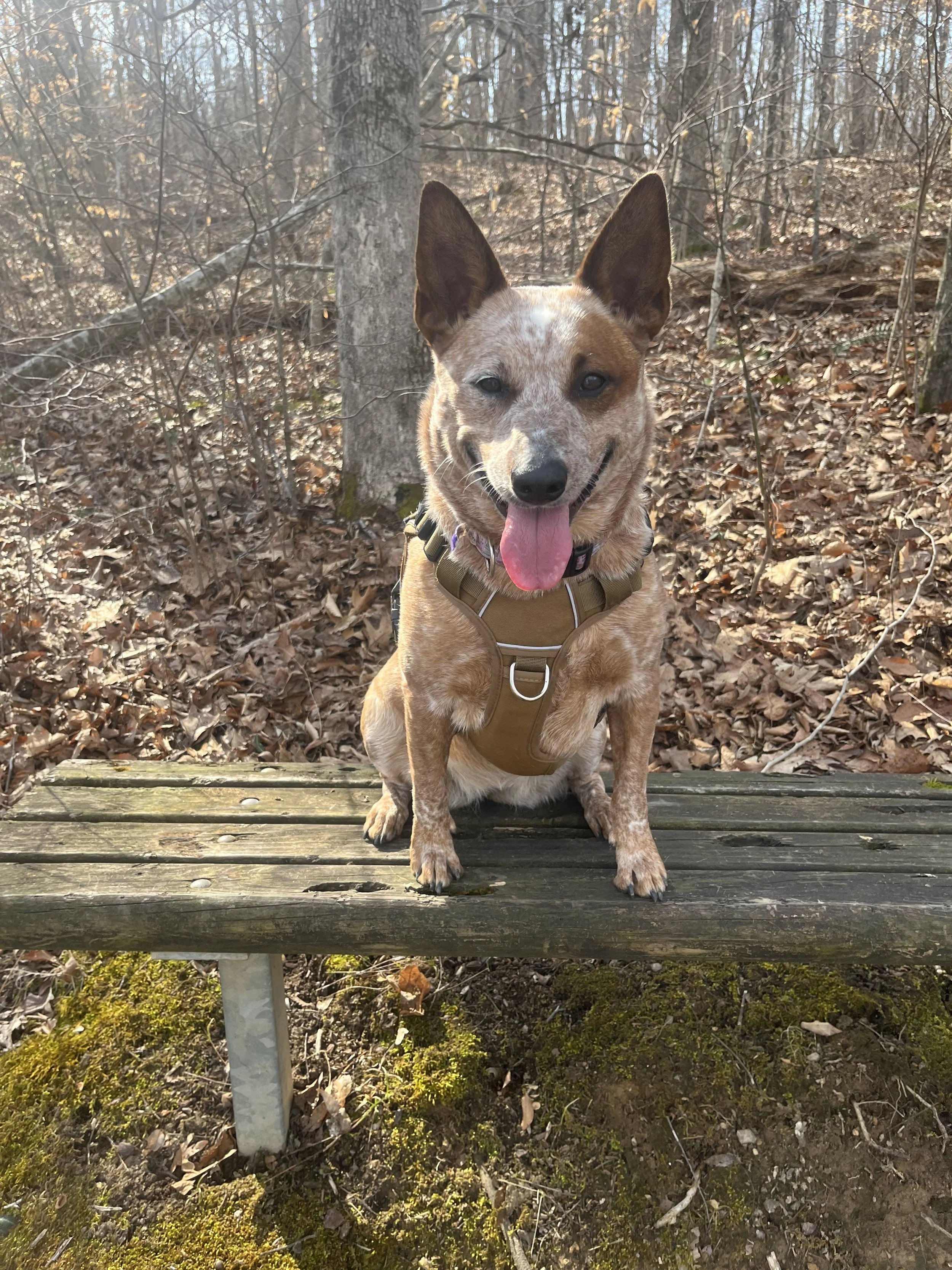 A cheerful Australian cattle dog with a tan and white coat, sitting on a wooden bench in a wooded area during fall, with its tongue out.