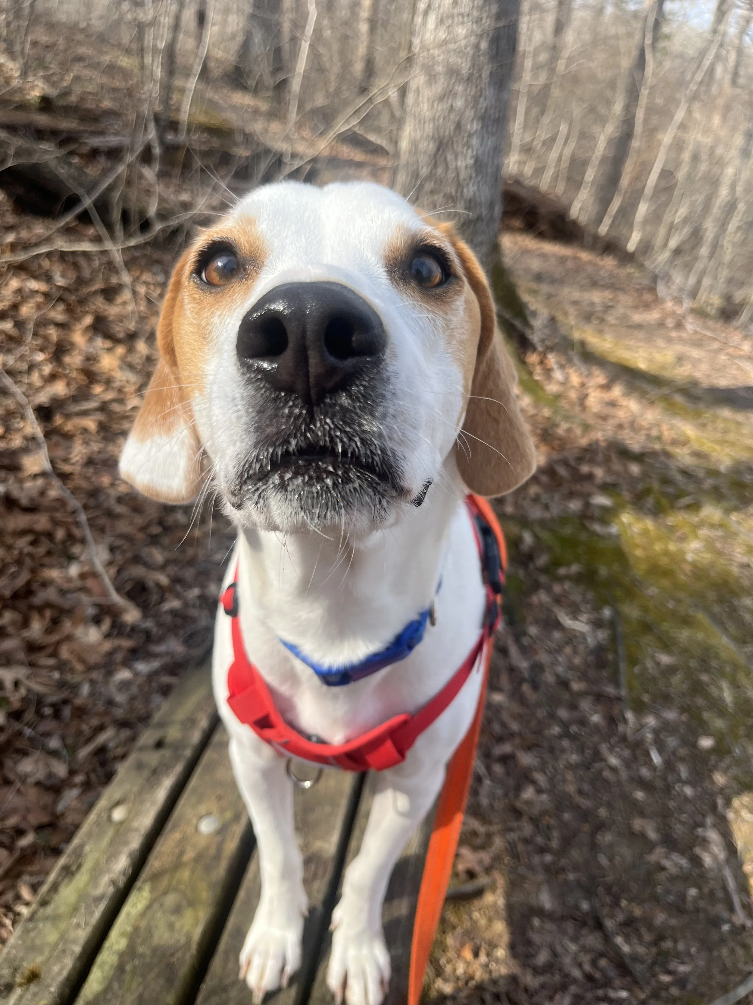 A beagle dog with a black nose and floppy ears looking directly at the camera, standing on a wooden path in a forest with leafless trees and brown leaves on the ground.