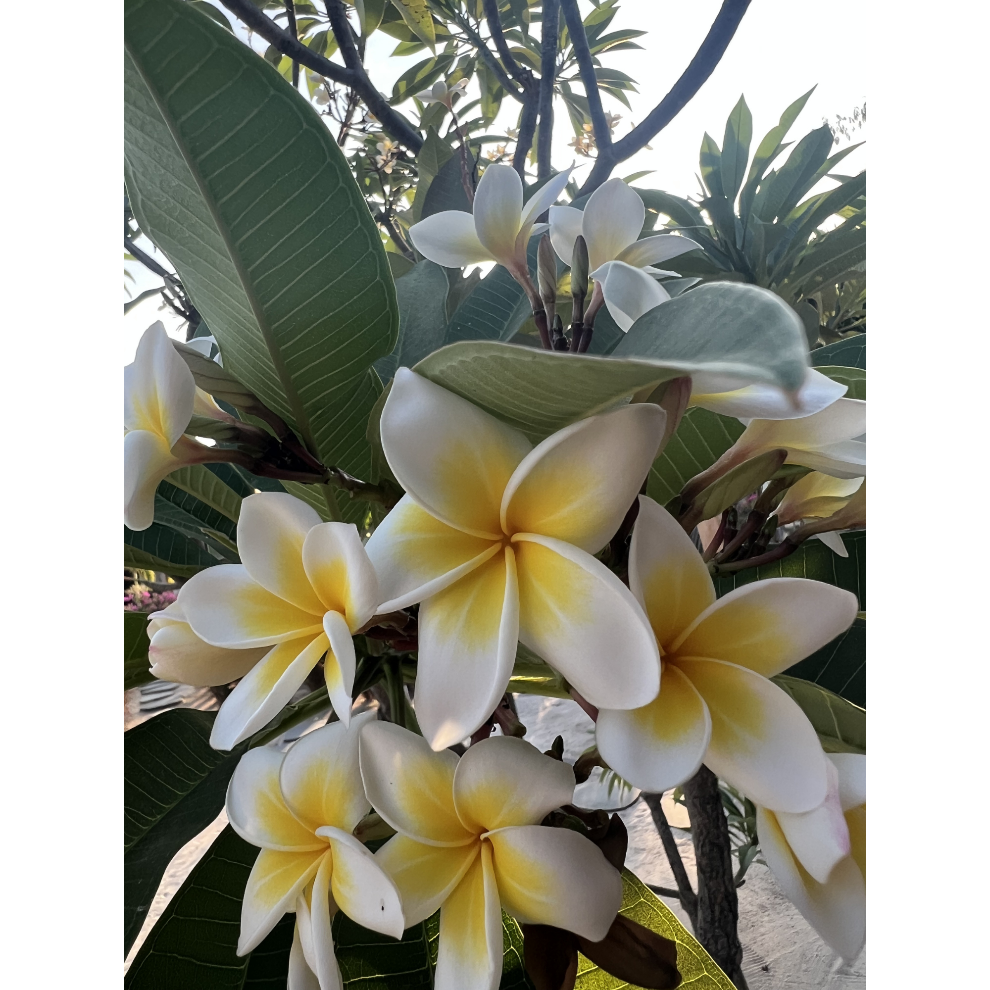 Witte en gele plumeria bloemen met grote groene bladeren