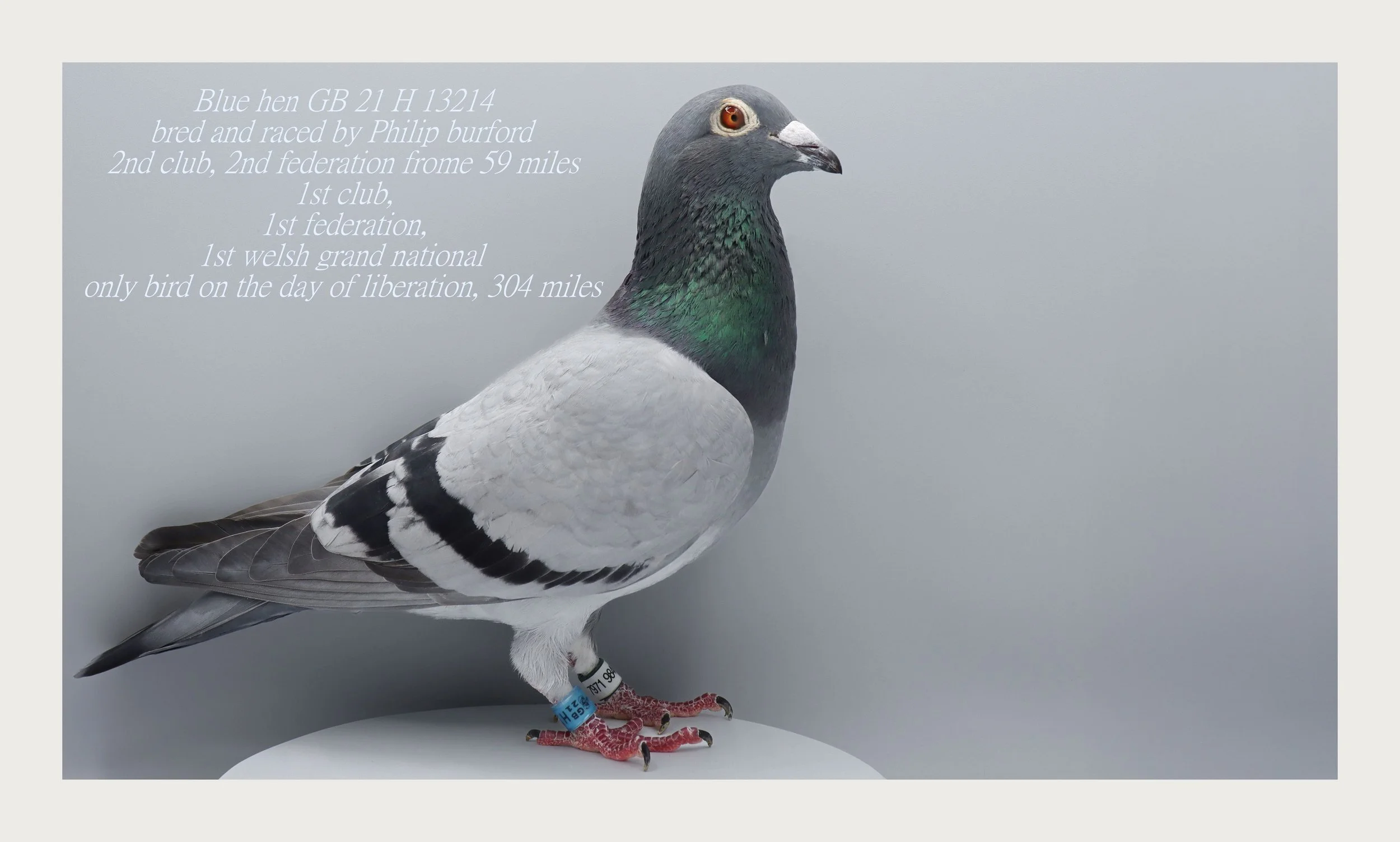 A racing pigeon with gray and black feathers, green iridescence on its neck, standing on a white surface against a gray background with text overlay describing its breed, origin, and achievements.