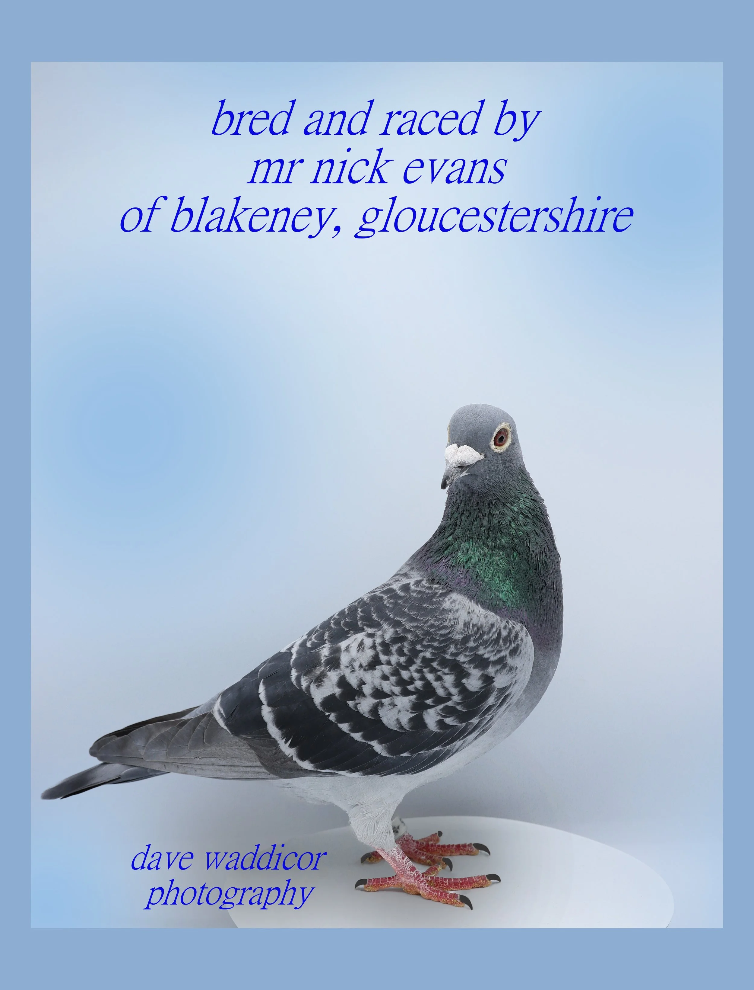 Book cover featuring a pigeon and text about a pigeon bred and raced by Mr. Nick Evans of Blakeney, Gloucestershire, with the photographer credited as Dave Waddicor.