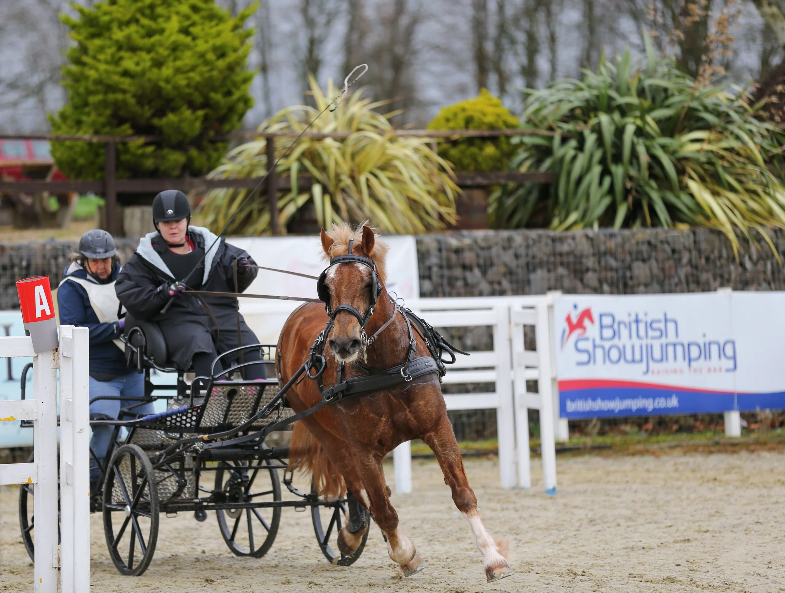 A horse and sulky racing carriage in a competition at British Showjumping, with two women in helmets and jackets, and a sign displaying British Showjumping.