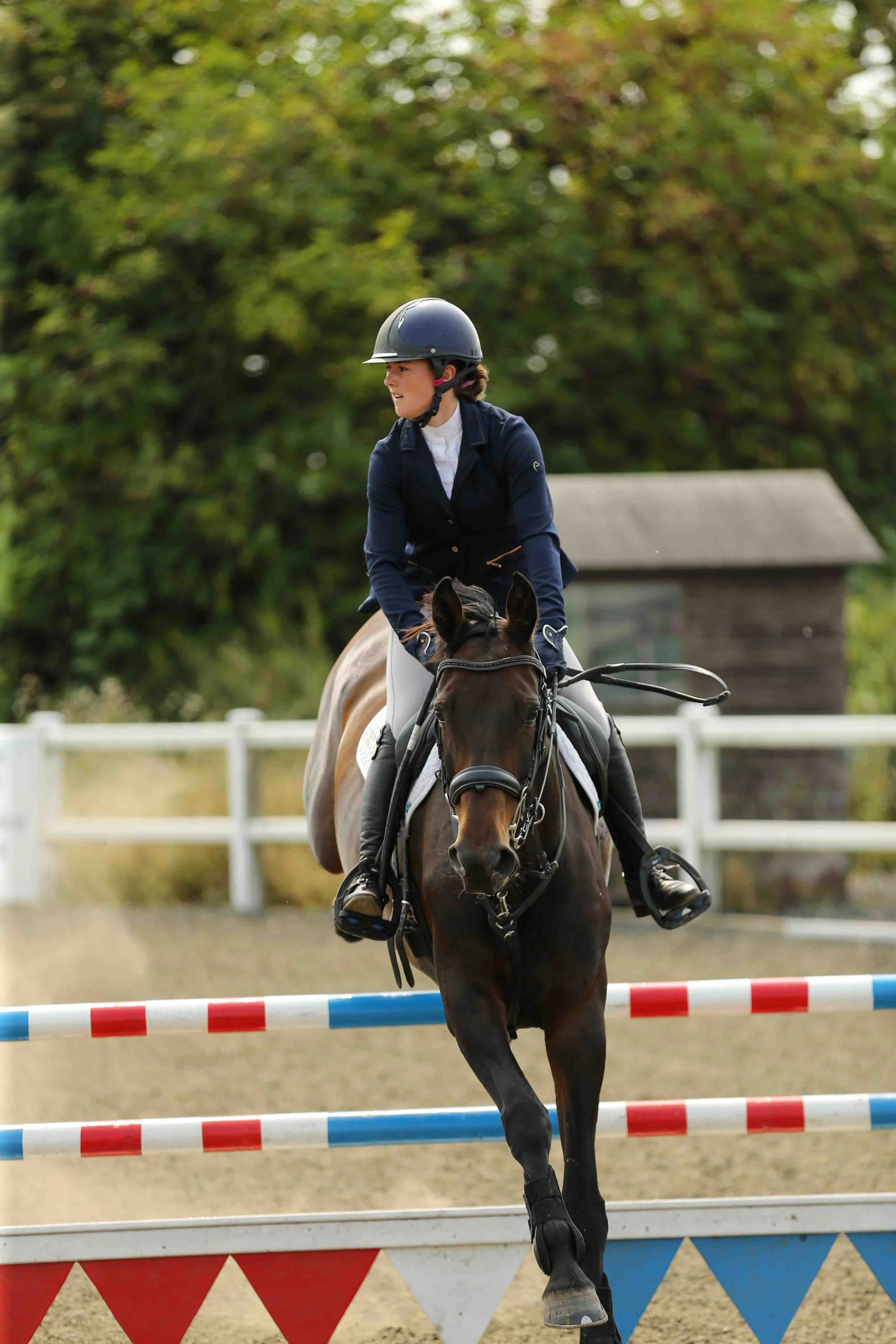 A female equestrian wearing a navy riding jacket, white shirt, white riding pants, and a black helmet, riding a dark bay horse, jumping over a red, white, and blue show jumping obstacle outdoors with green trees in the background.