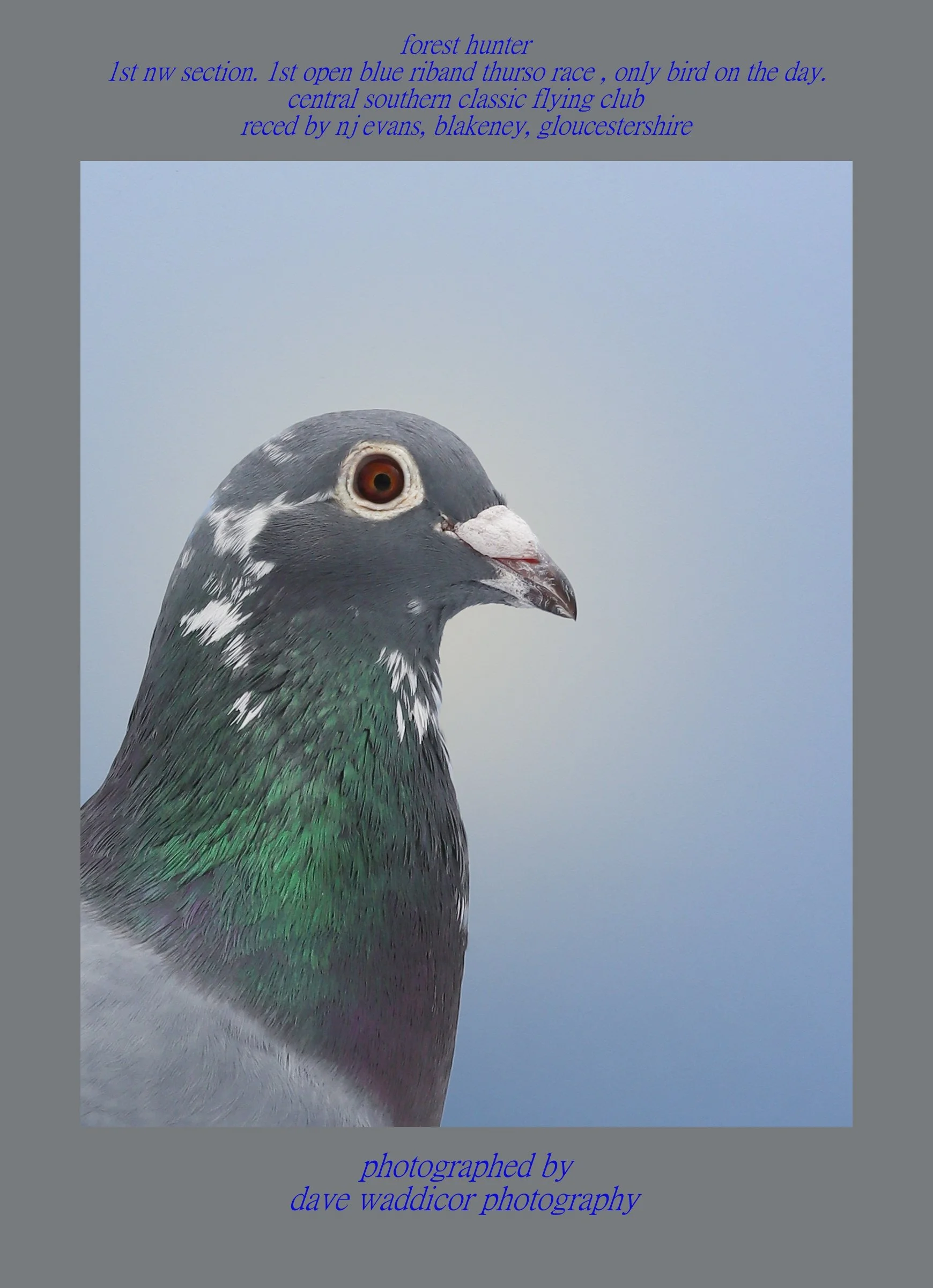 Close-up of a pigeon with iridescent green and purple feathers, positioned against a light blue sky background.