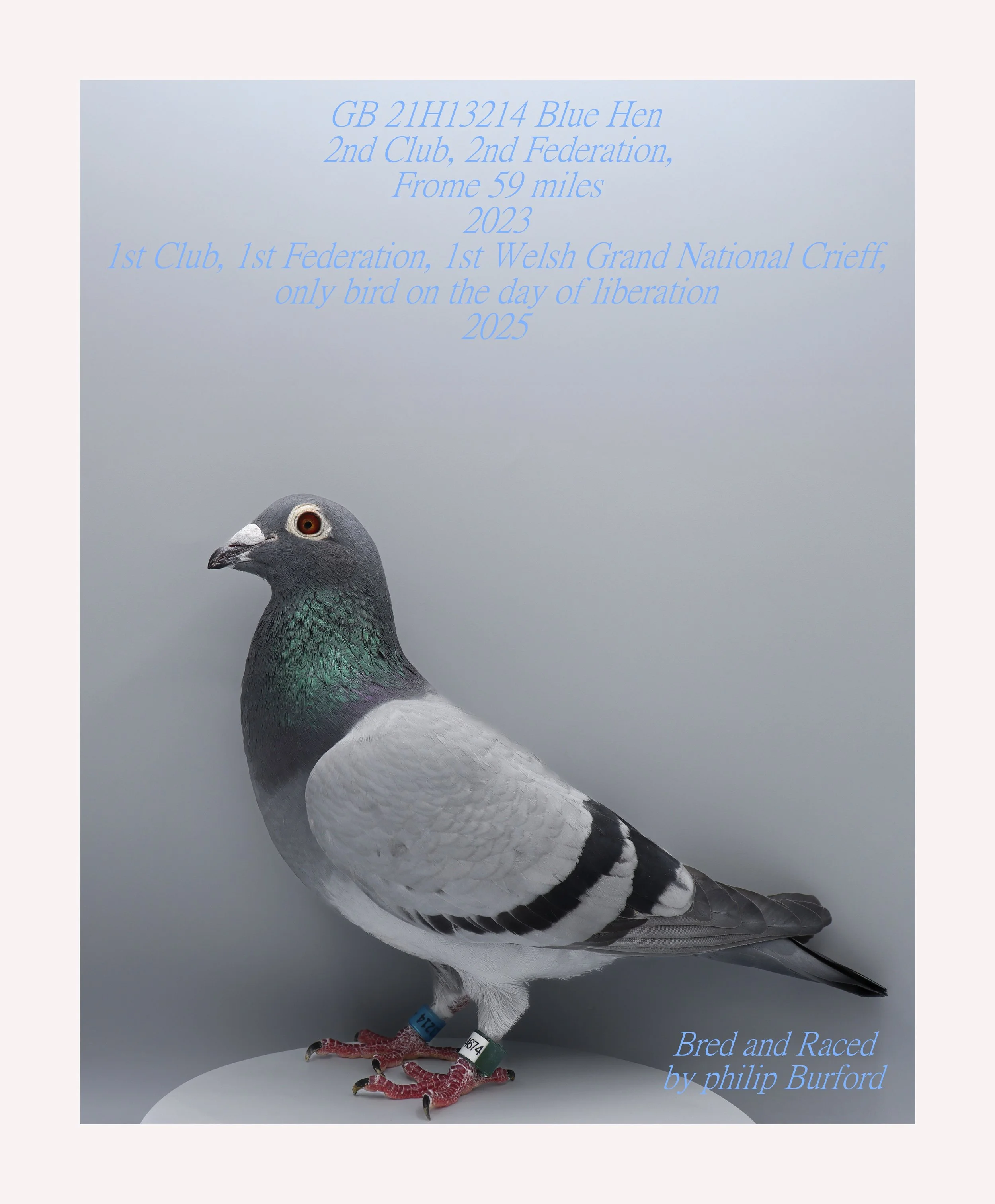 blue hen won 1st welsh grand national crieff , only bird on the day of liberation 304 miles in 2025, bred and raced by philip burford