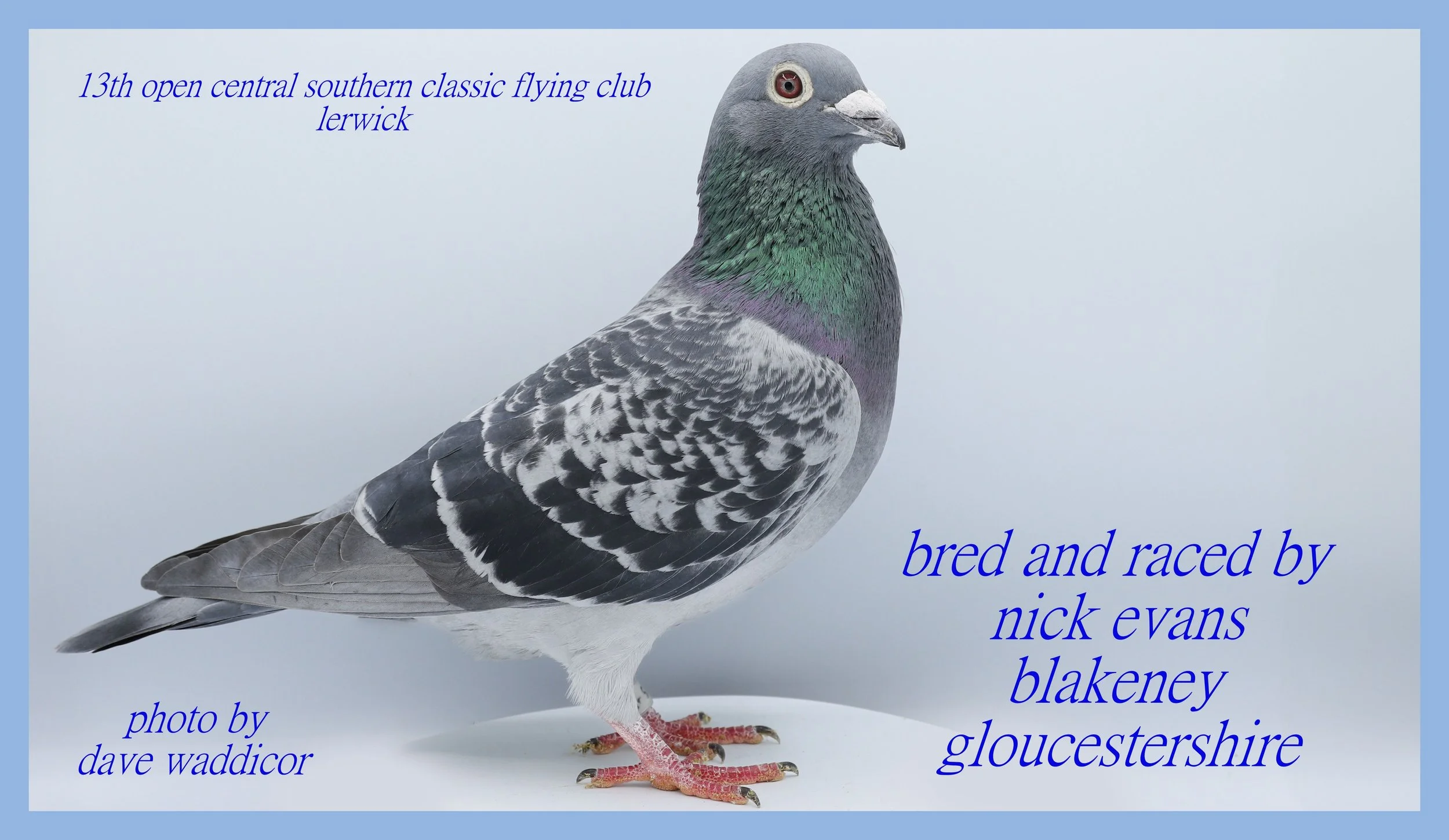 A pigeon with gray, black, and white feathers and iridescent green and purple neck feathers, standing on a white surface against a light blue background. The image contains text that reads "13th open central southern classic flying club lerwick", "bred and raced by nick evans gloucestershire", and "photo by dave waddicor".