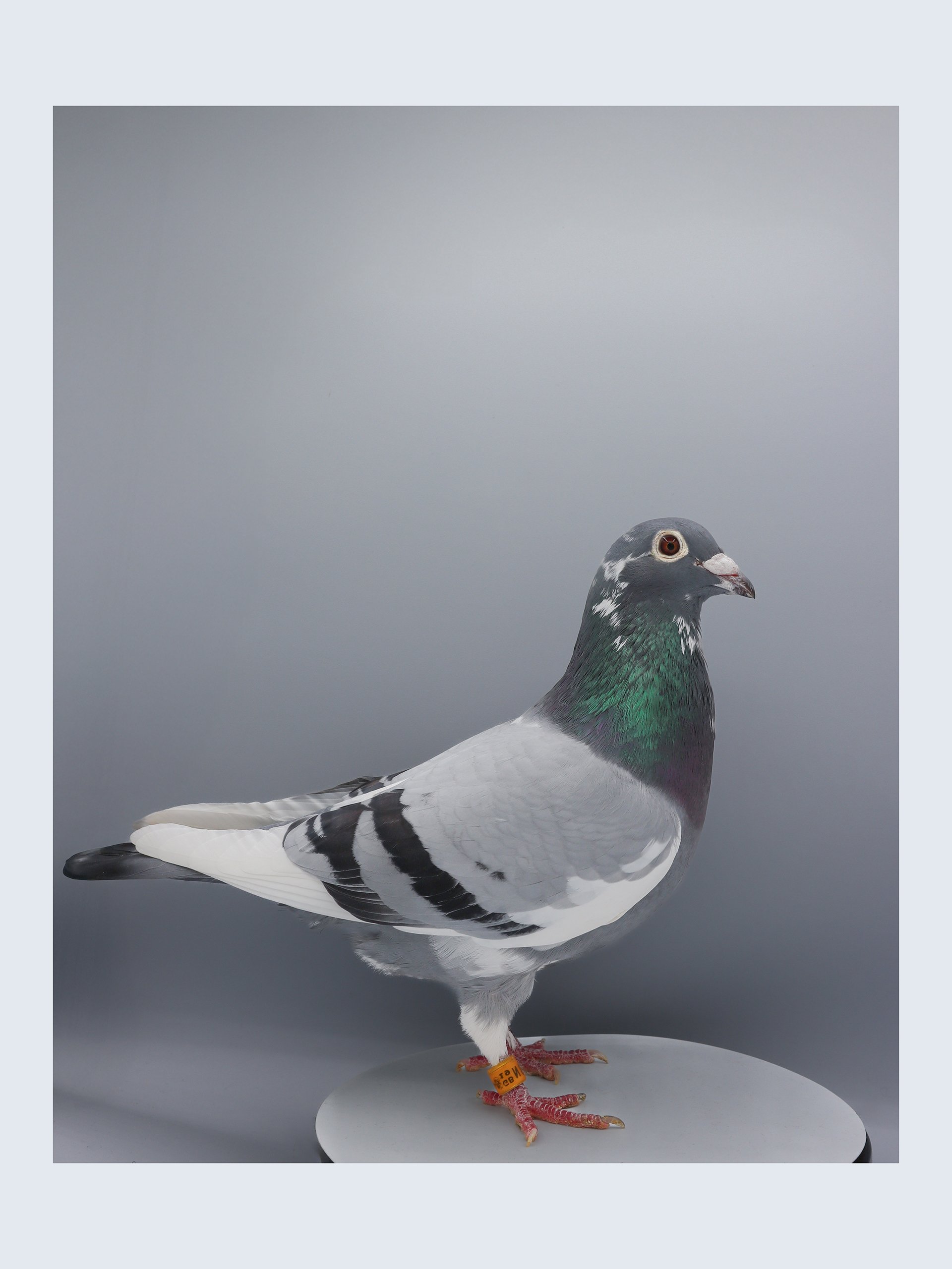 A racing pigeon with gray, black, white, and green feathers standing on a white circular platform against a gray background.