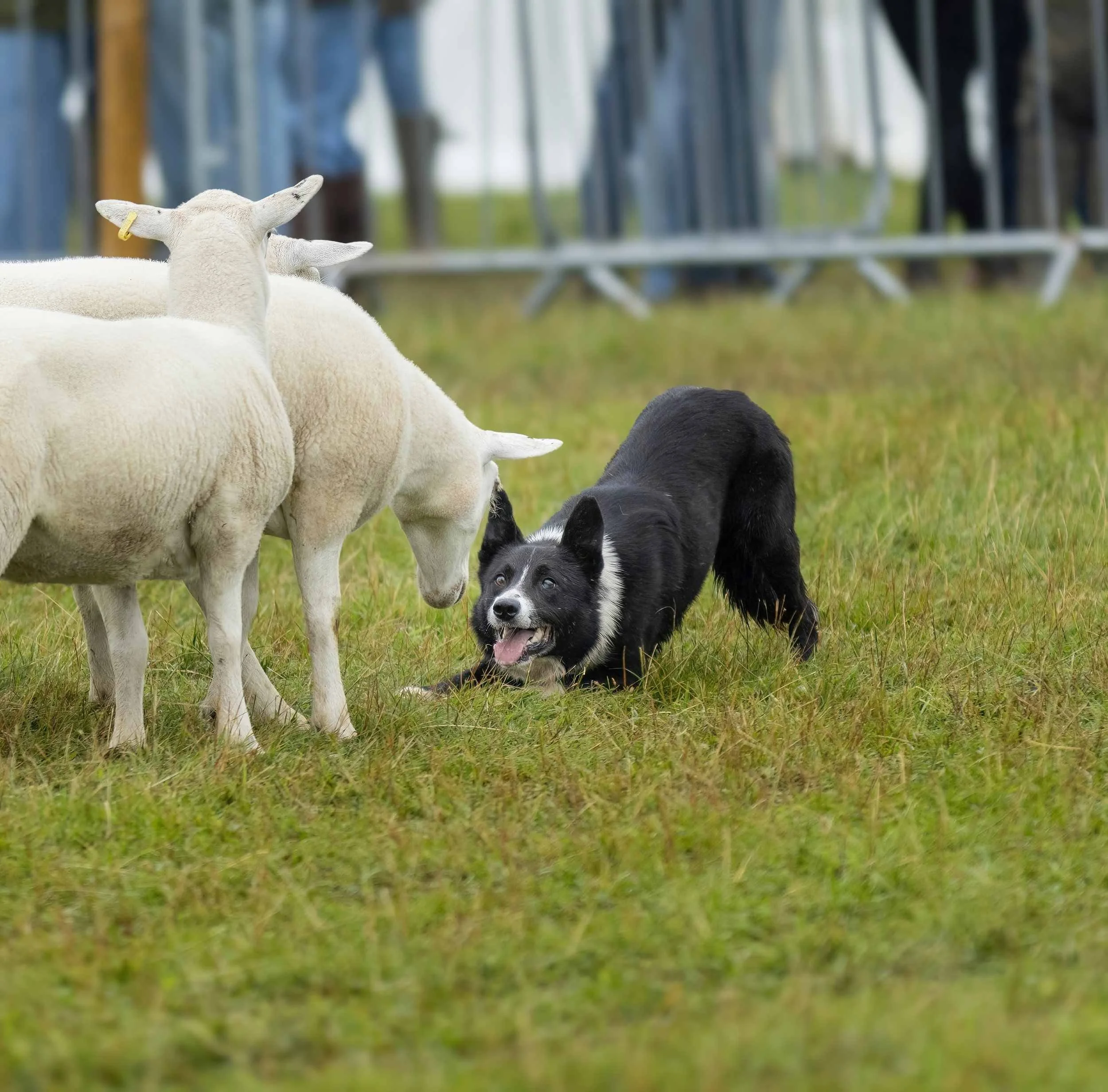 A black and white border collie playing with three white sheep on a grassy field