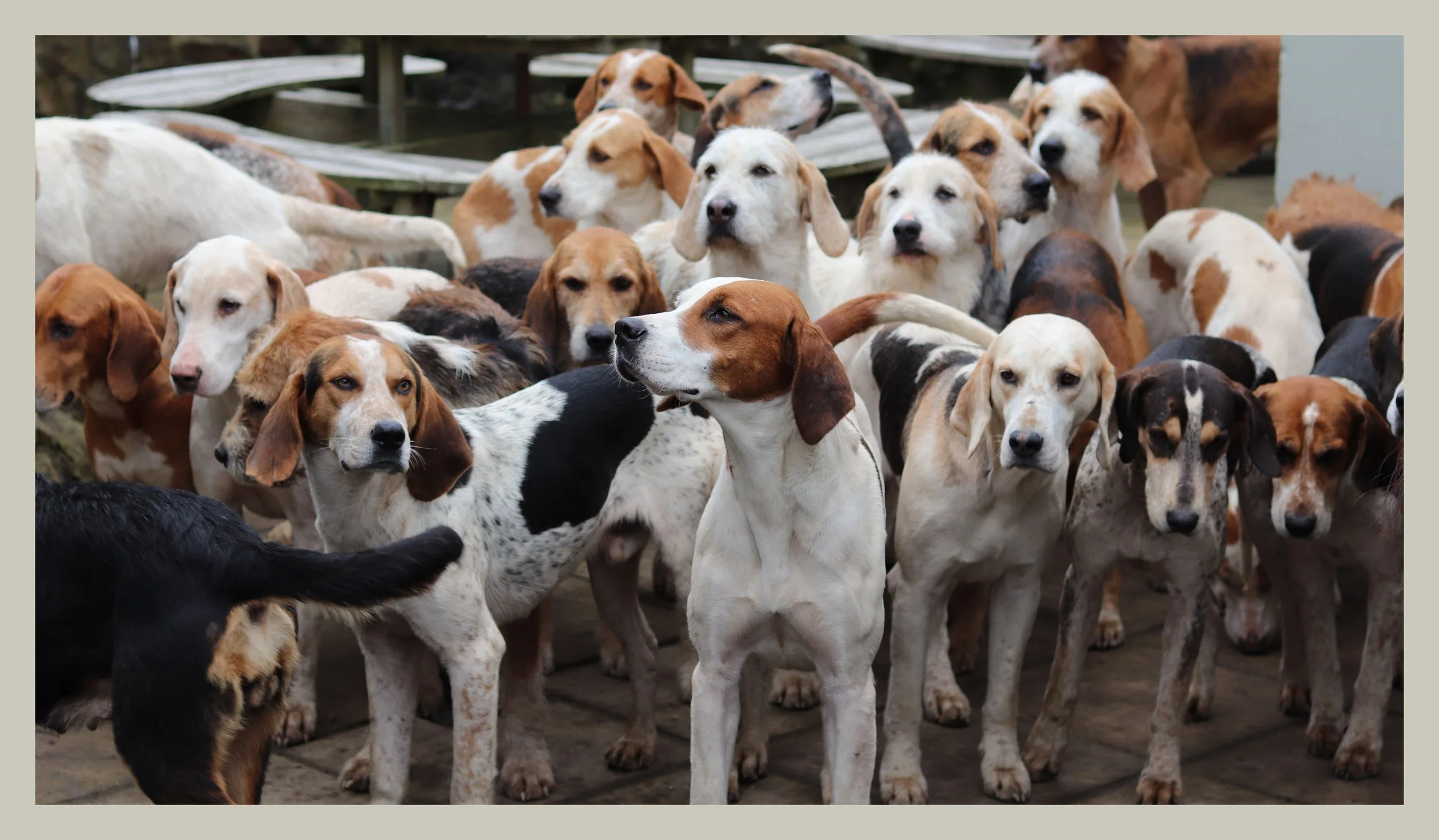 fox hounds at the pembrokeshire hunt in 2020