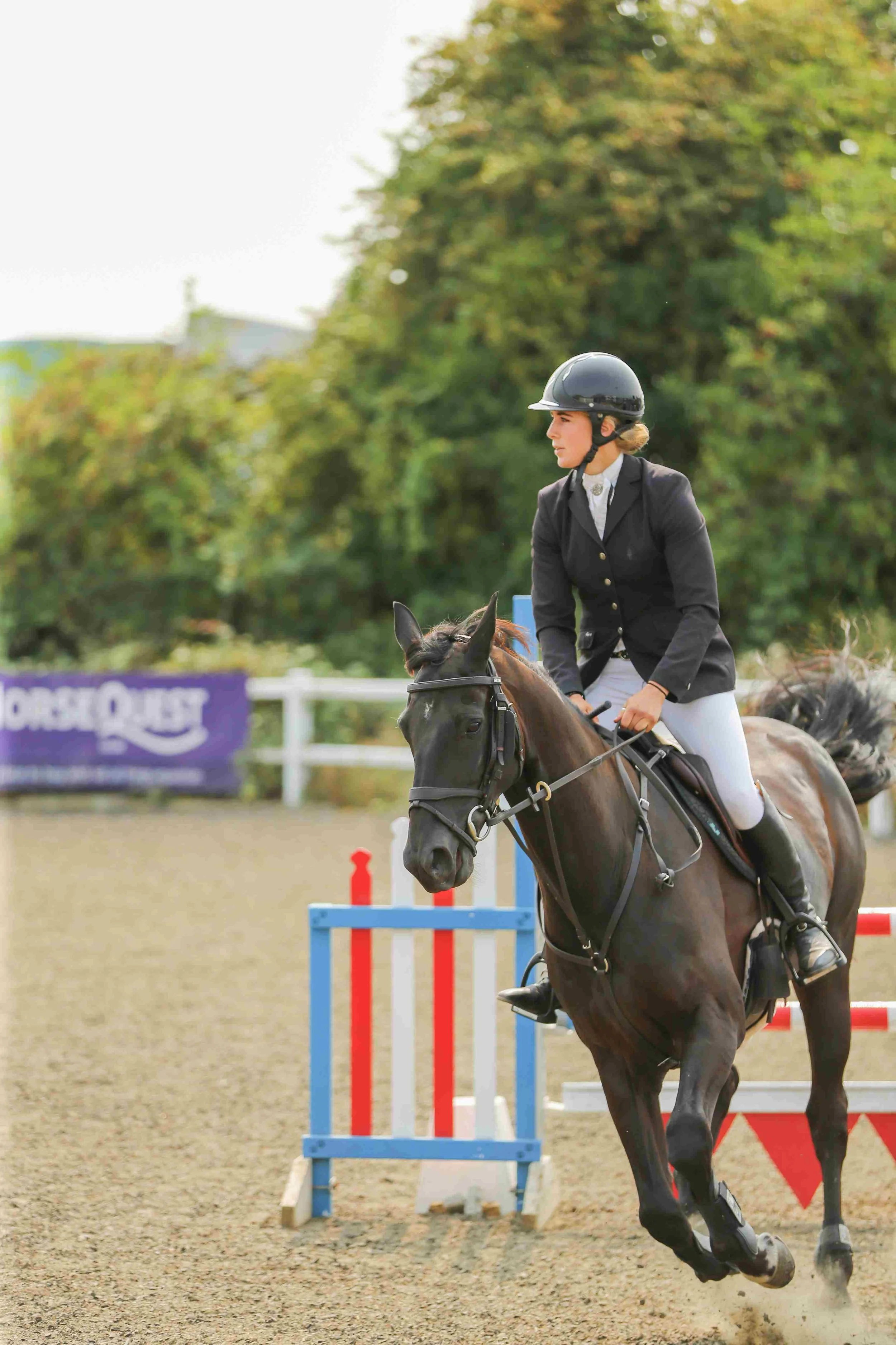 A female equestrian rider dressed in a black jacket, white breeches, and a black helmet riding a dark brown horse over a jump competition.