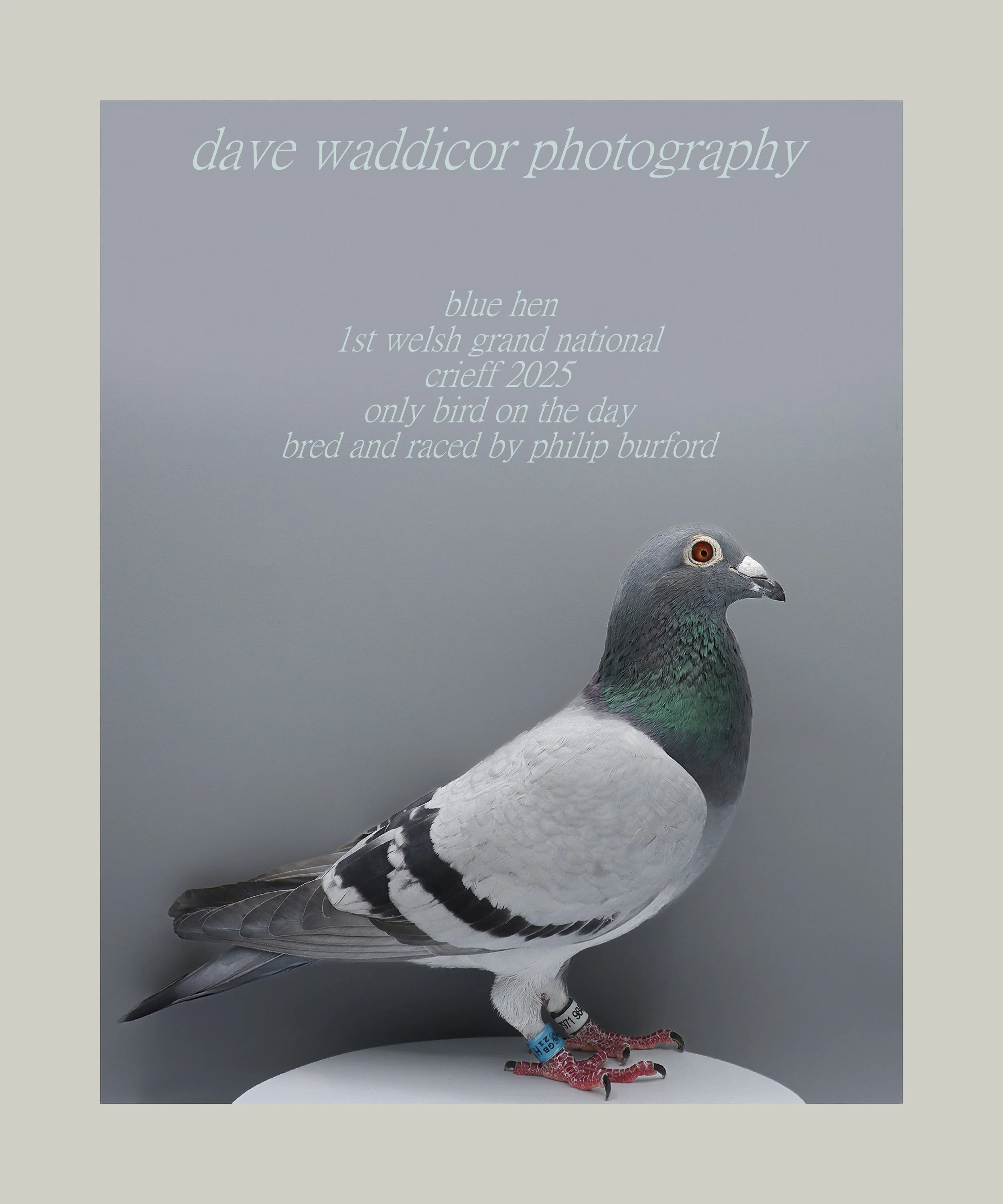 A racing pigeon with mainly gray feathers, black stripes on its wings, and a green iridescent patch on its neck, standing on a white surface against a gray background, with various band identifiers on its legs, and an informational overlay about the bird.
