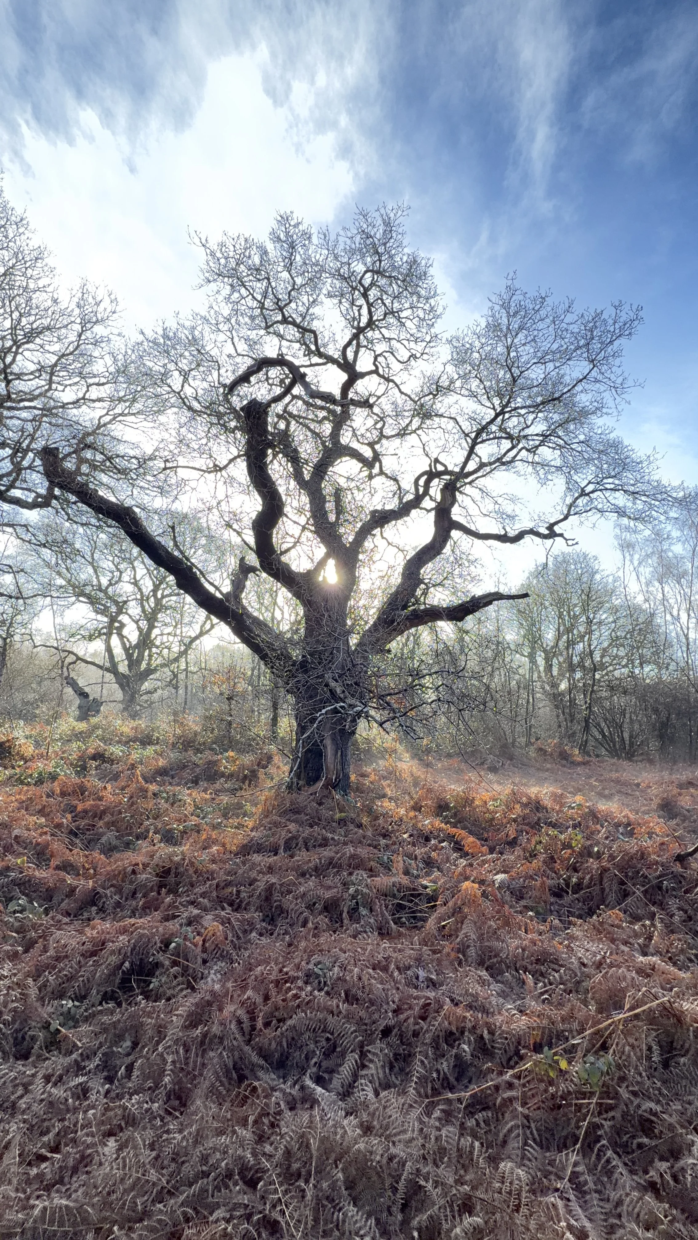 Winter's Quietening | Forest Bathing Ashtead Common | Sat 14th Nov 10am - 12:30pm