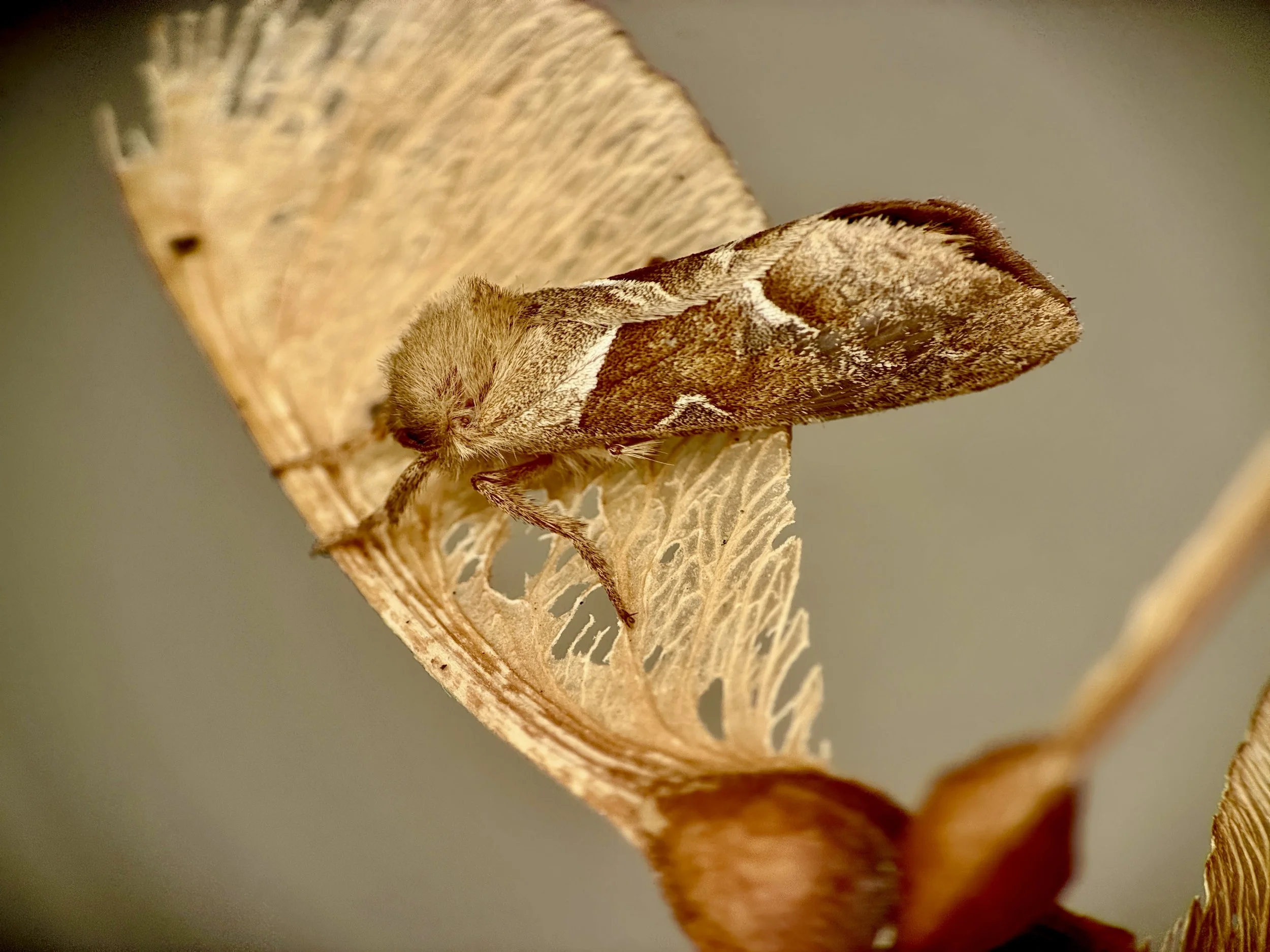 moth on a samara at Ashtead Common