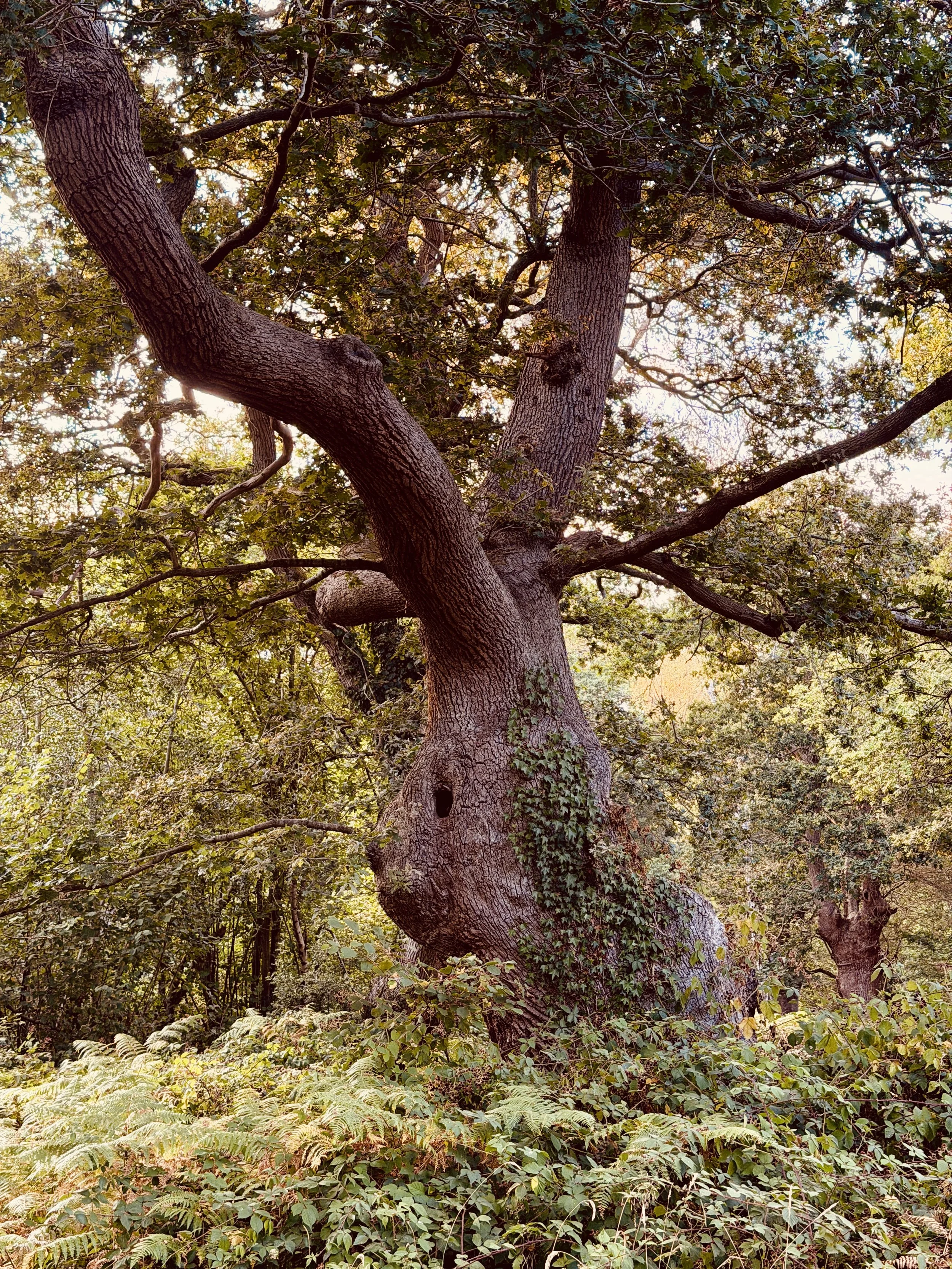 ancient oak pollard at Ashtead Common