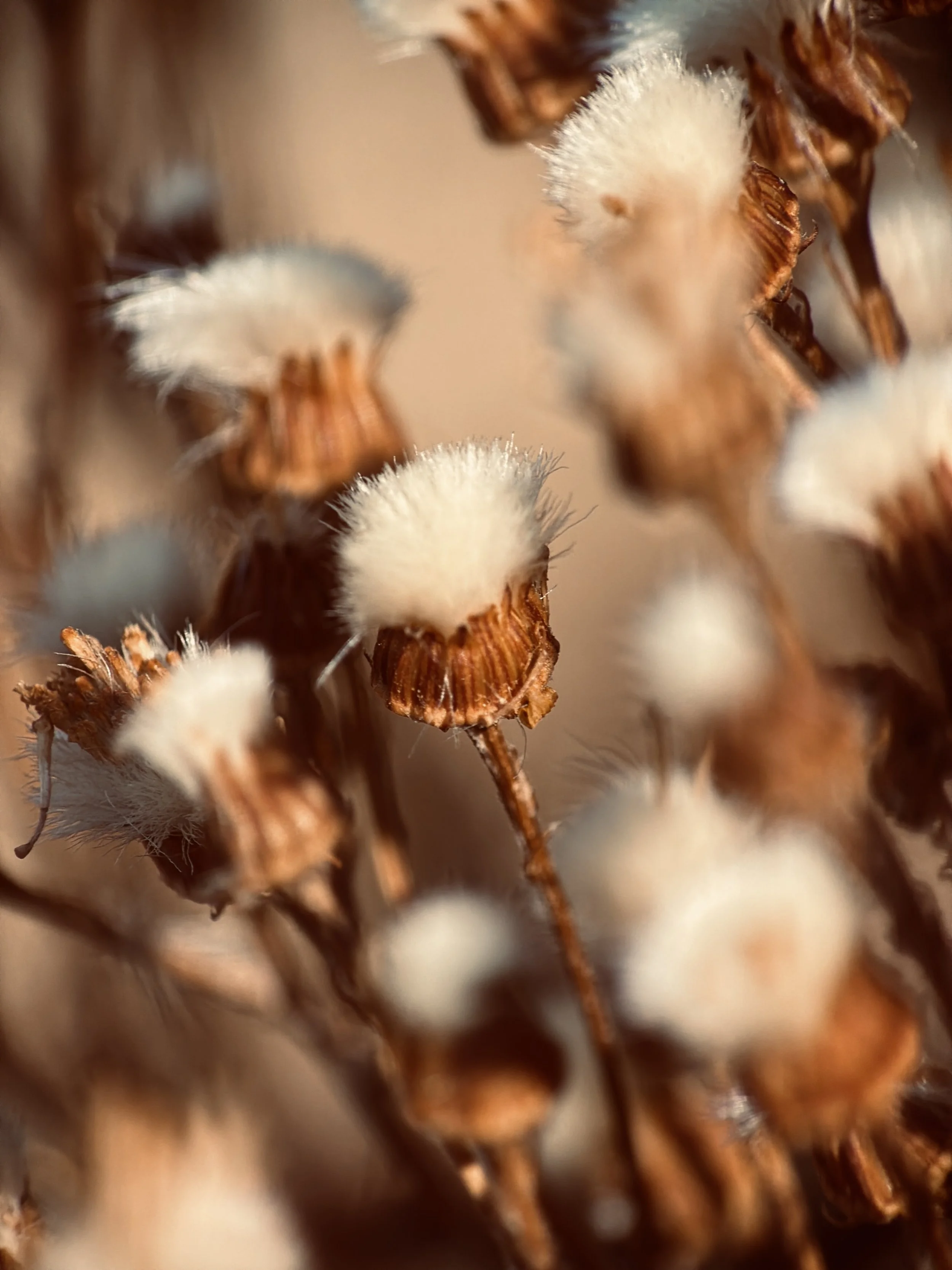 Autumn's Falling | Forest Bathing Ashtead Common |     Fri 23rd Oct 9:30am - 12:30pm