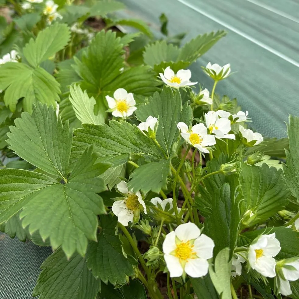 T&rsquo;inqui&egrave;te, on arrive. 
#fraises