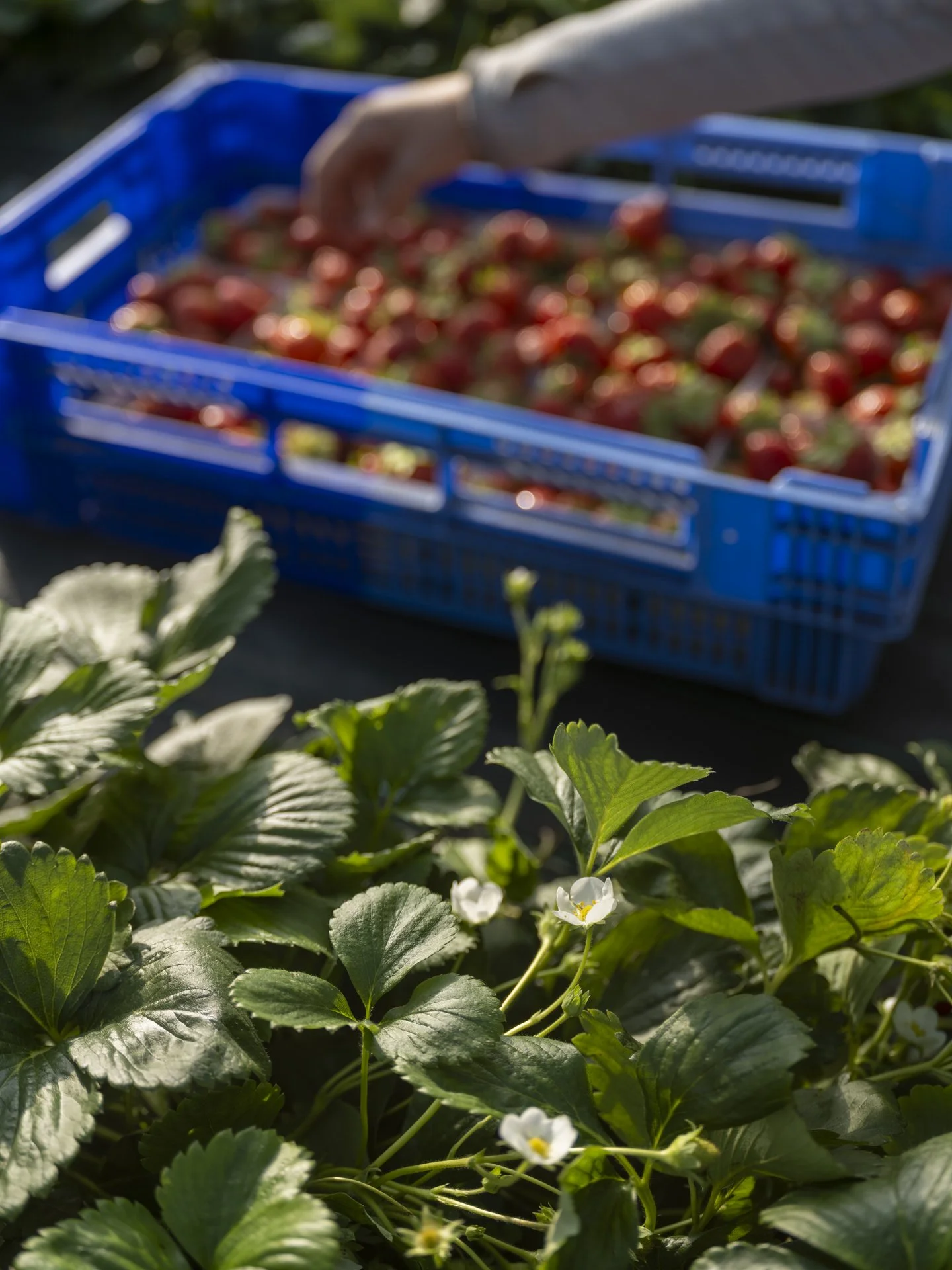 Close-up of green strawberry plants with small white flowers and ripe red strawberries in a blue basket.
