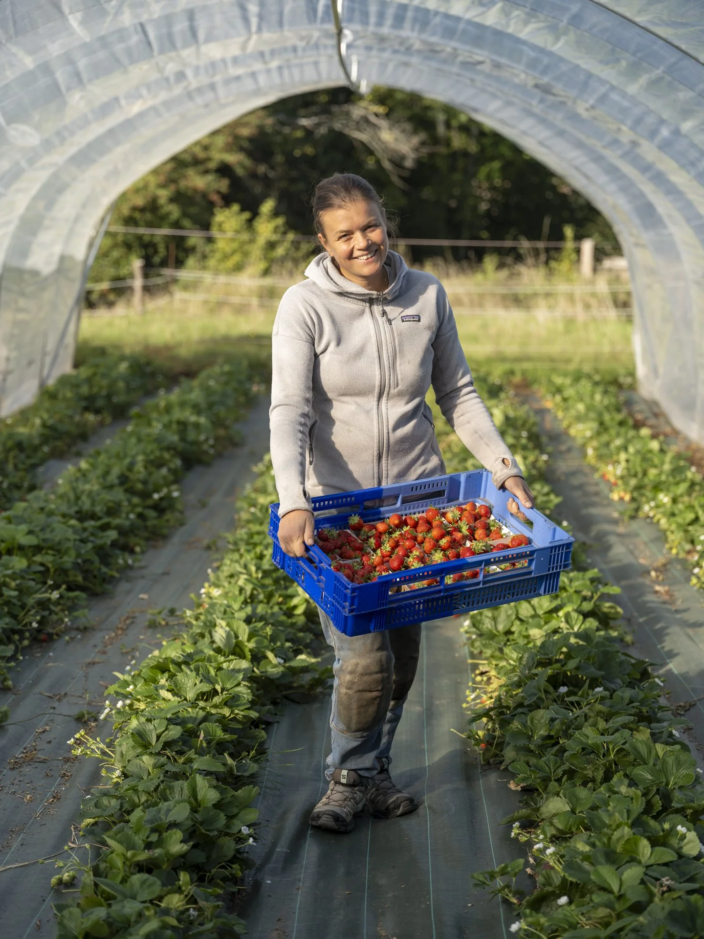 Woman in a greenhouse holding a blue crate filled with freshly picked strawberries, surrounded by rows of strawberry plants.