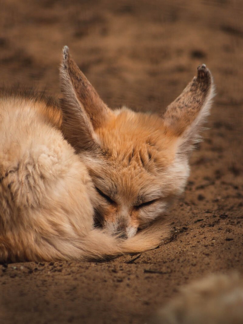 Fennec Fox Habitat