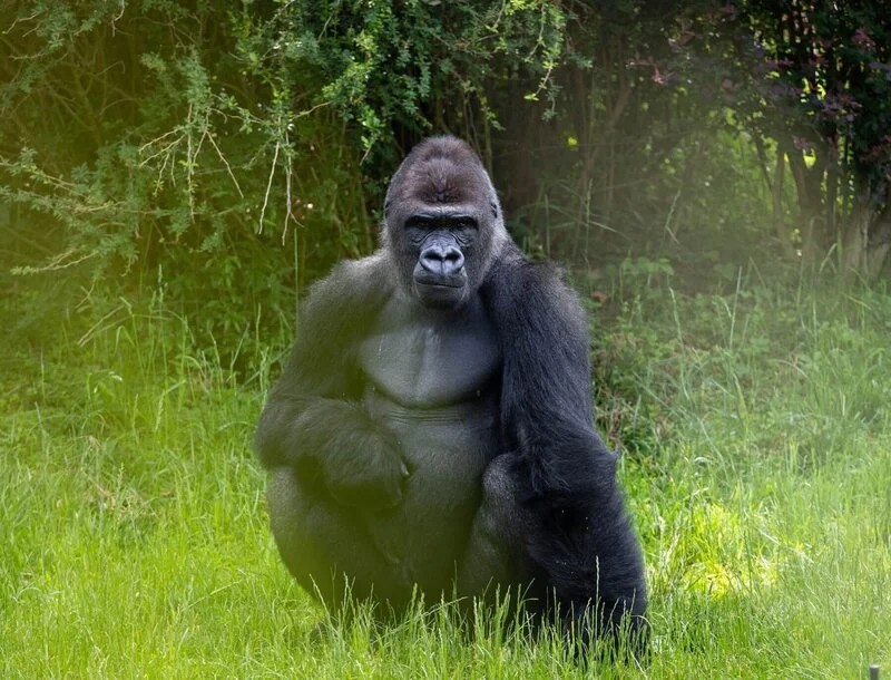 Gorilla Habitat