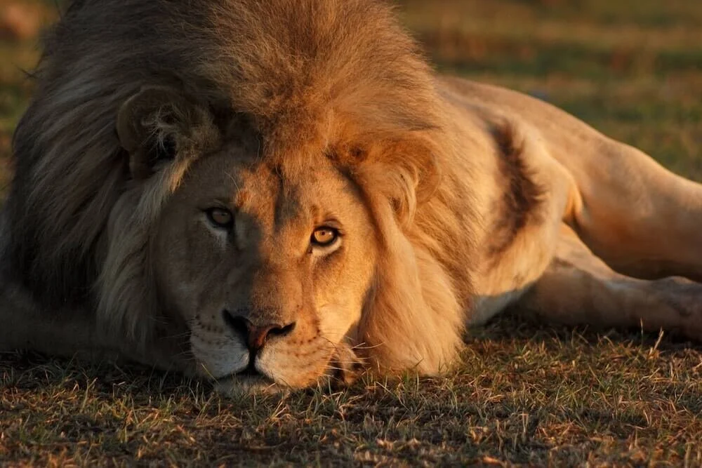 Asiatic Lion Habitat