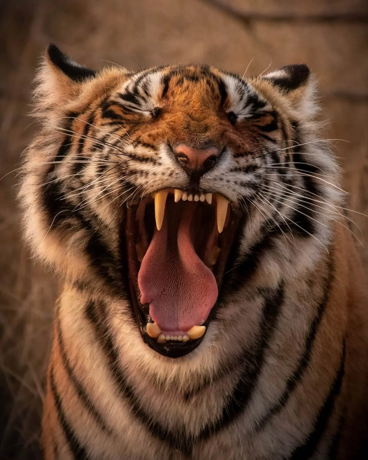 Tiger Habitat