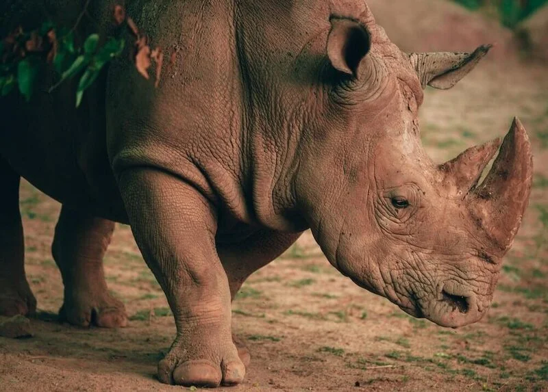 Rhino Hospital