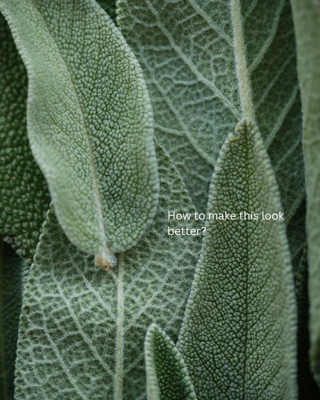 Deep dive on a herb xxxx