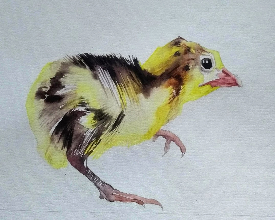 Watercolor painting of a small yellow and black bird with a pink beak and pink legs, facing to the right.