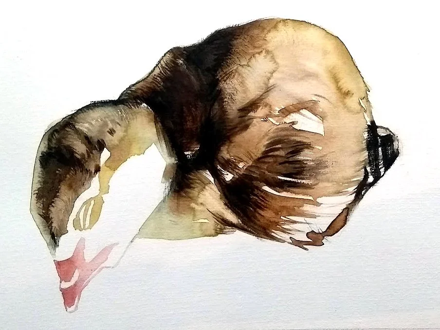 Watercolor painting of a turkey chick sleeping