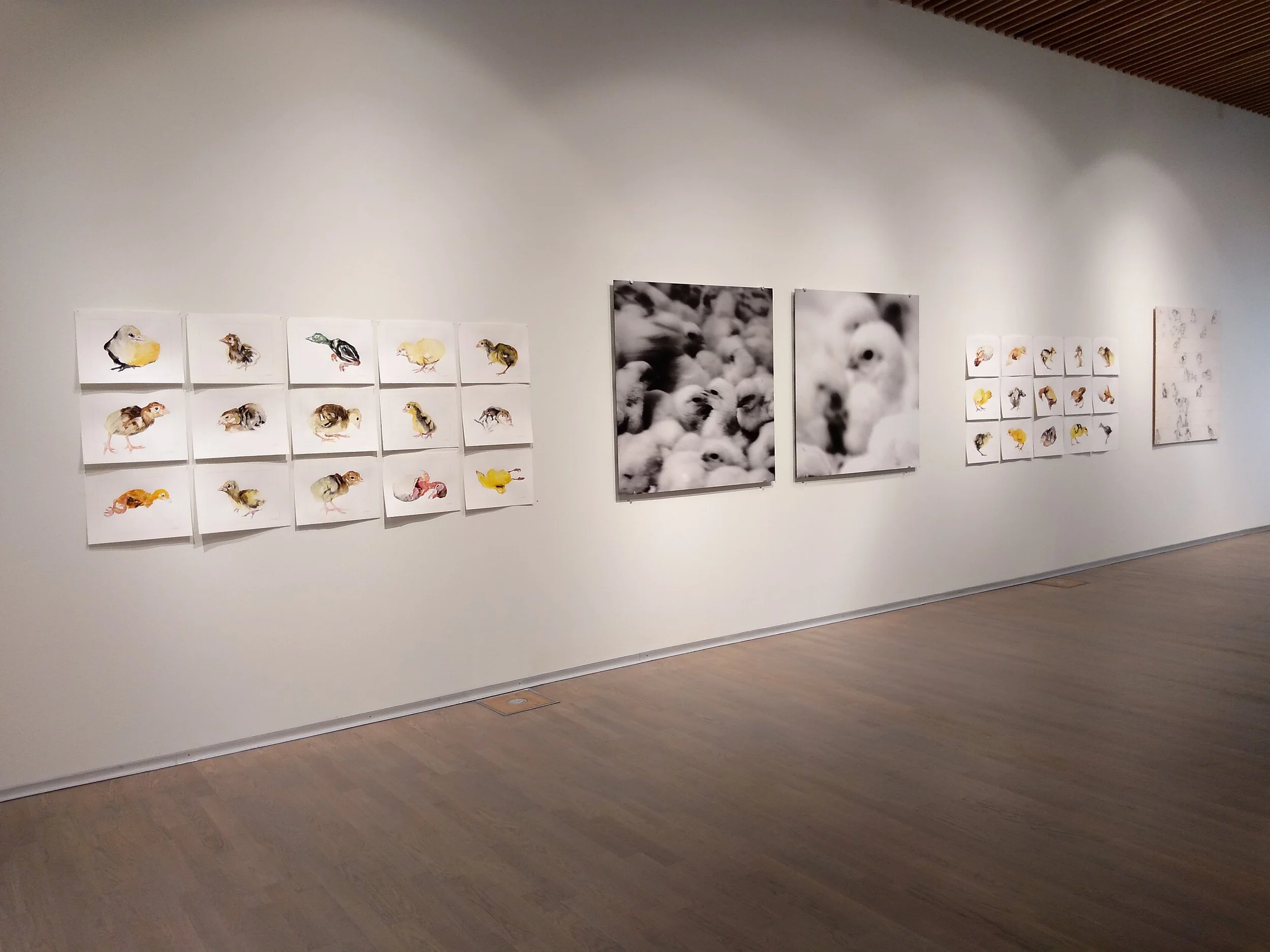 Gallery wall displaying various artworks including illustrated chicks, black and white photos of baby chicks, and other bird illustrations.