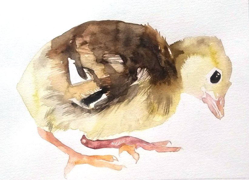 Watercolor painting of a duckling with a mix of brown and yellow feathers, large black eye, pink feet, on white background.