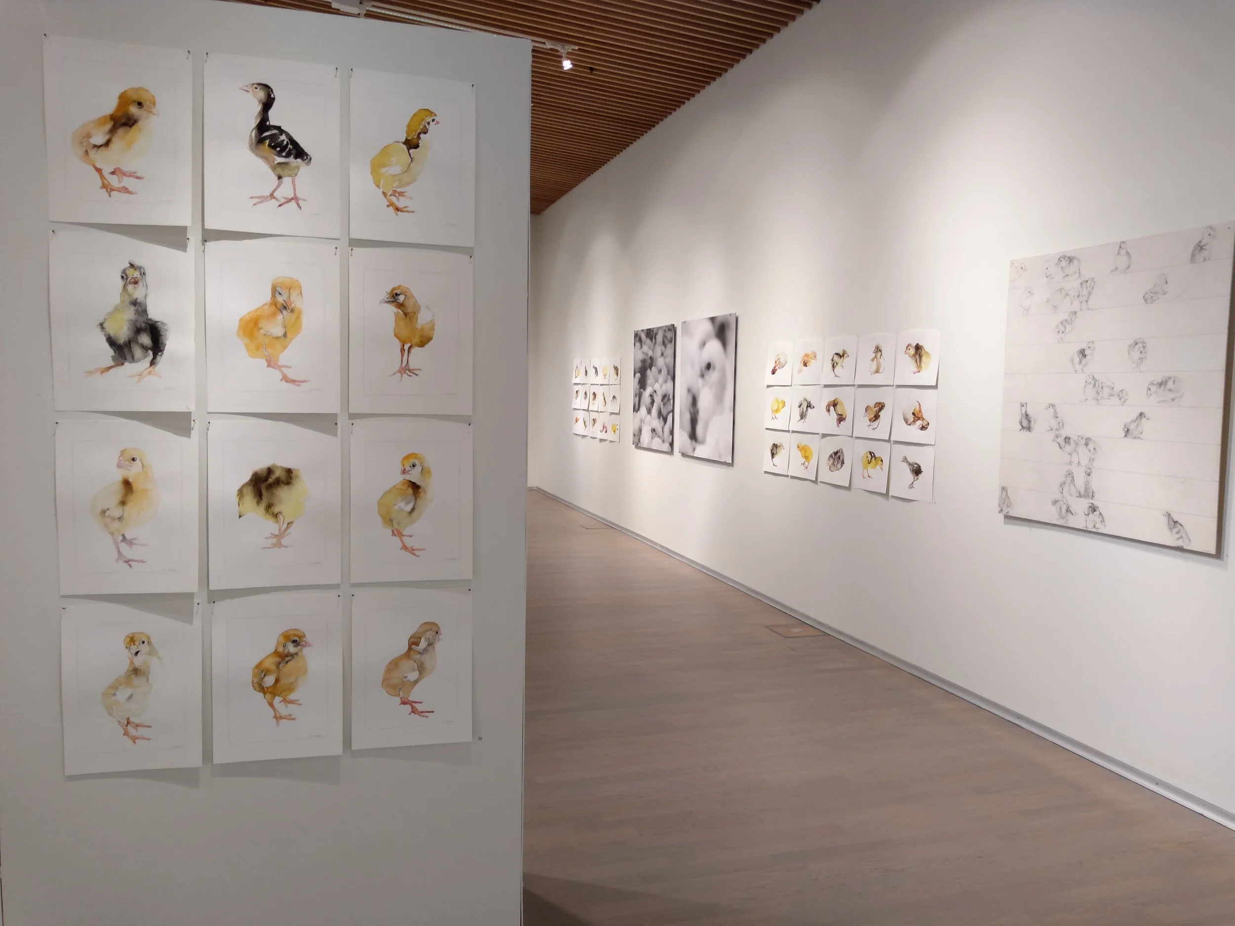 Art gallery exhibit of illustrations of baby chicks, with several other pieces of artwork on the walls in the background.