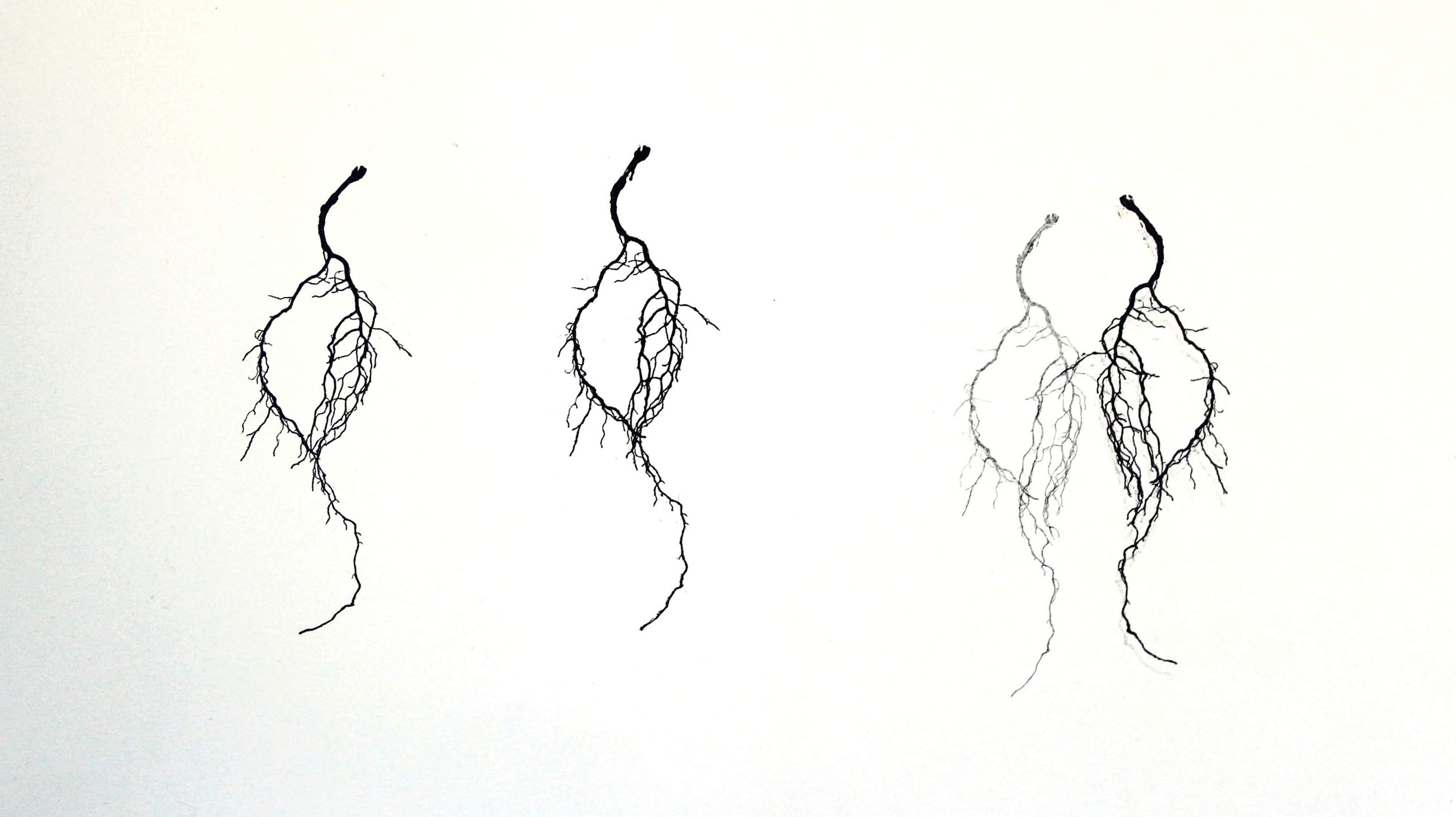 roots in rows_1_mono print_40x22 cm_2012.JPG