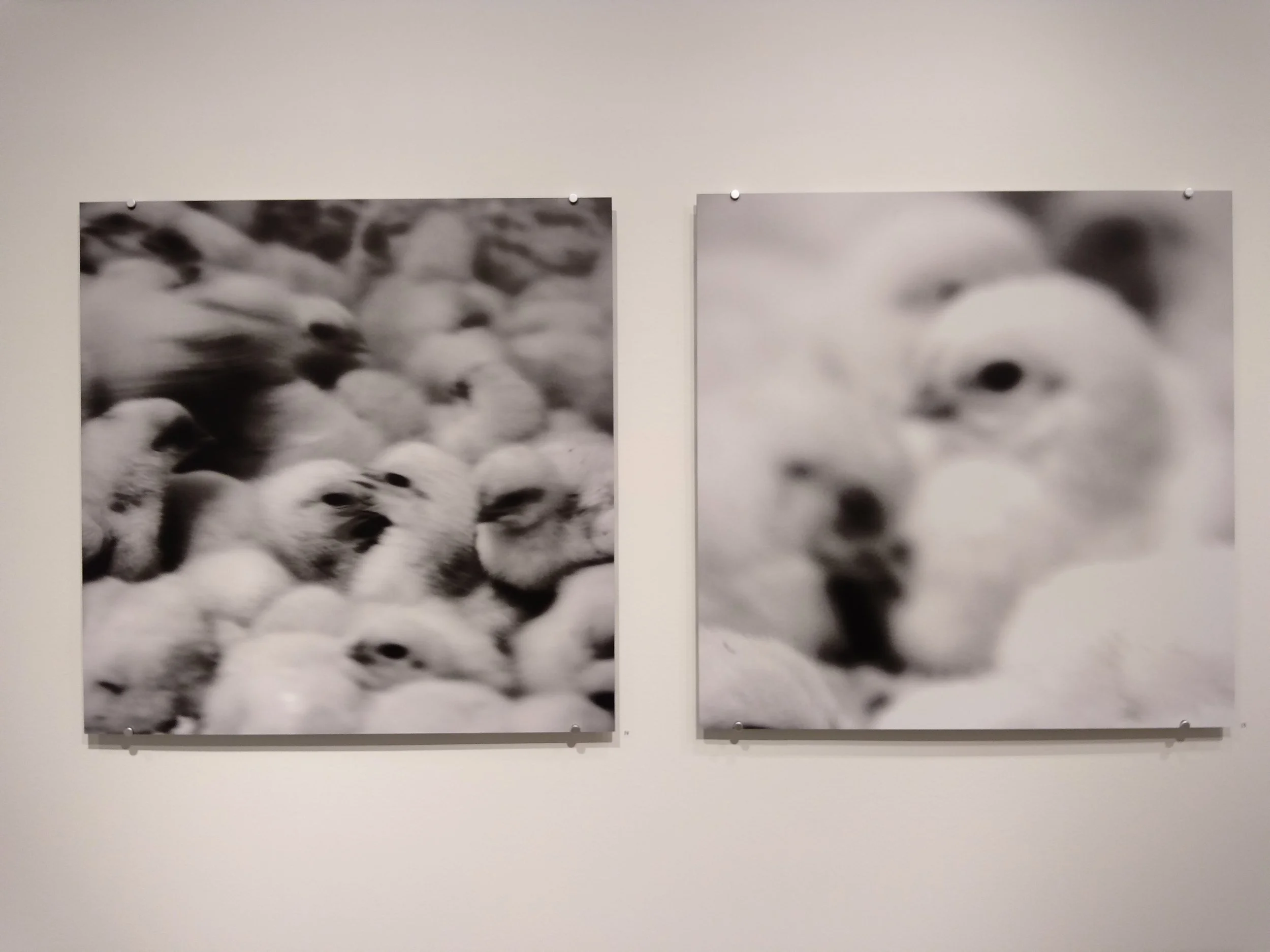Black and white photographs of chicks, blured focus by purpose symbolising a human vision on birds produced for consumption.