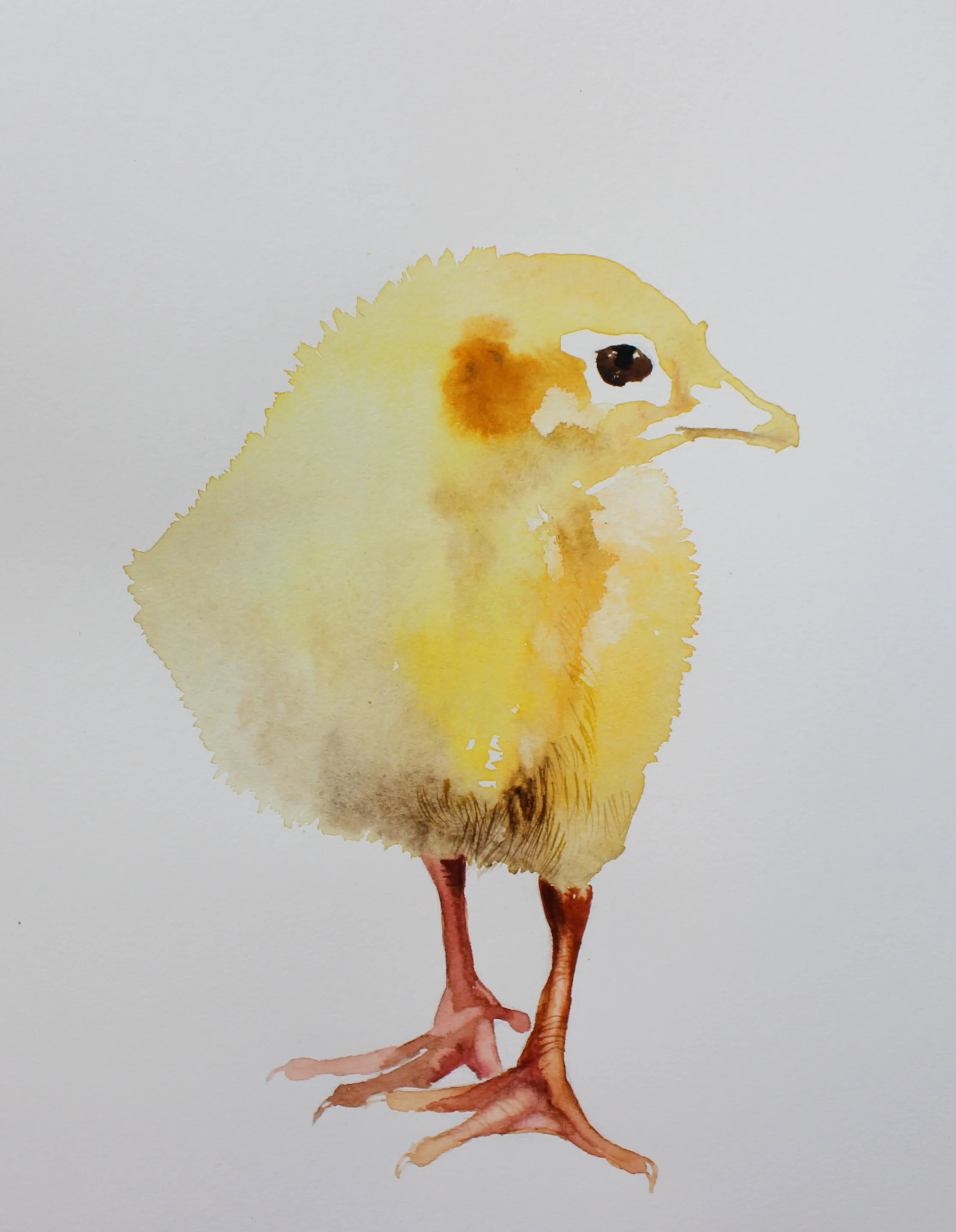 Watercolor painting of a baby chick with yellow feathers and brown legs against a plain white background.