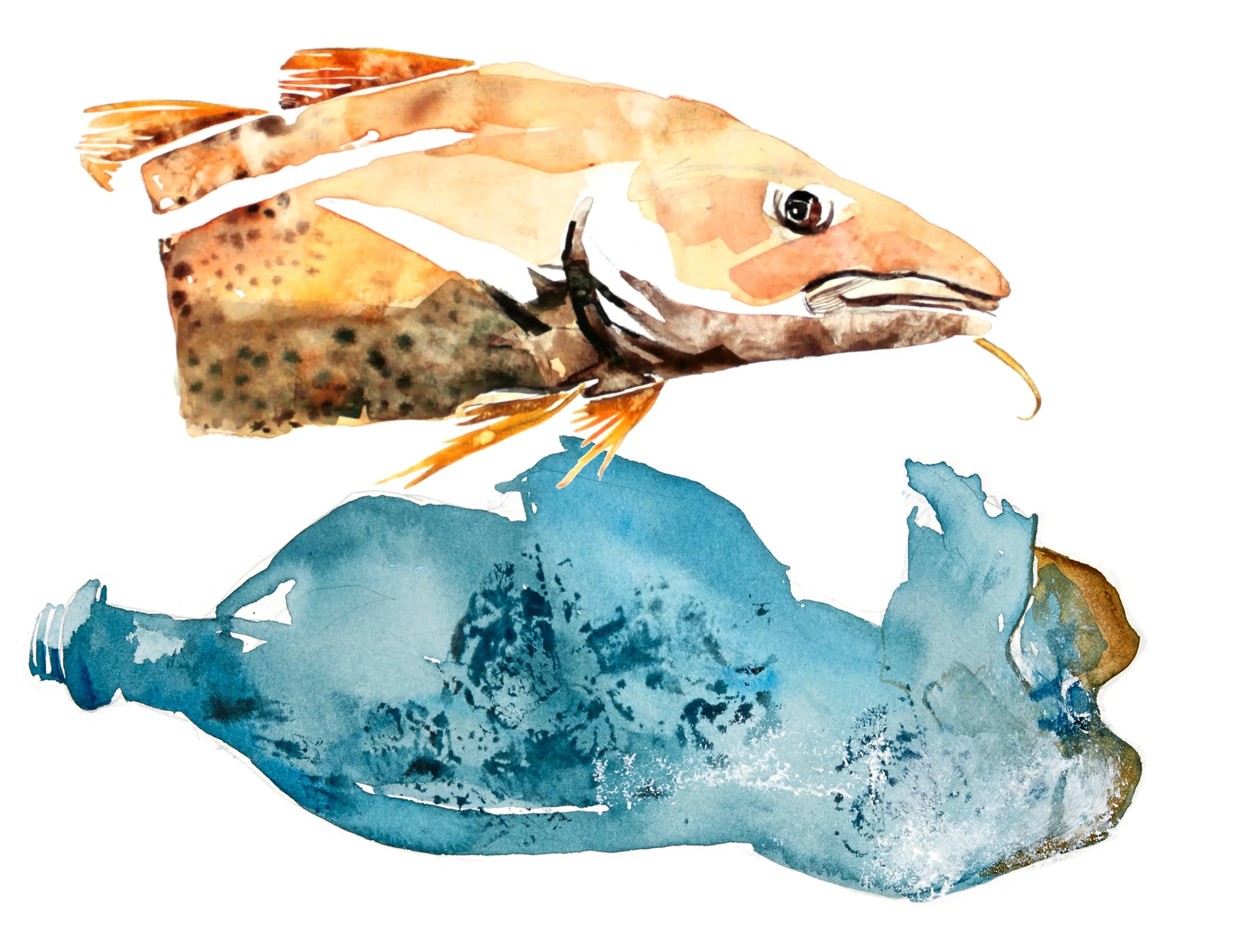 Digital composition of watercolour  paintings of a fish and a plastic water bottle.