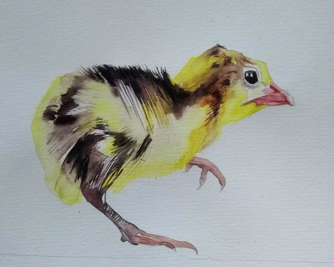 Watercolor painting of a small chick with yellow, brown, and black feathers, a pink beak, and pink legs, facing to the right.