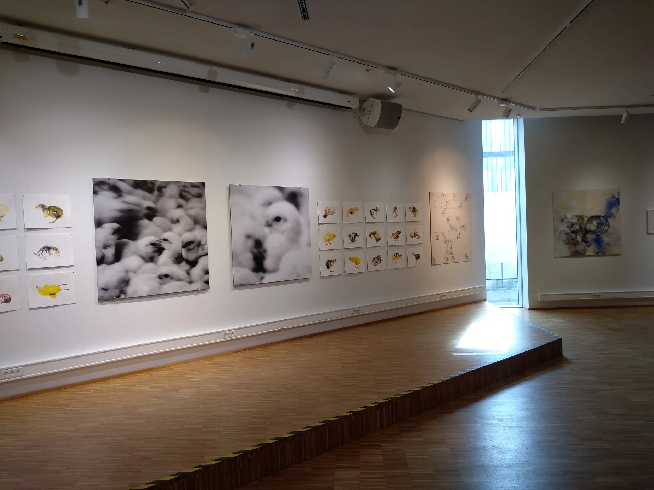 Art gallery with multiple framed animal illustrations and paintings on white walls, a wooden floor, and natural light coming through a large window.