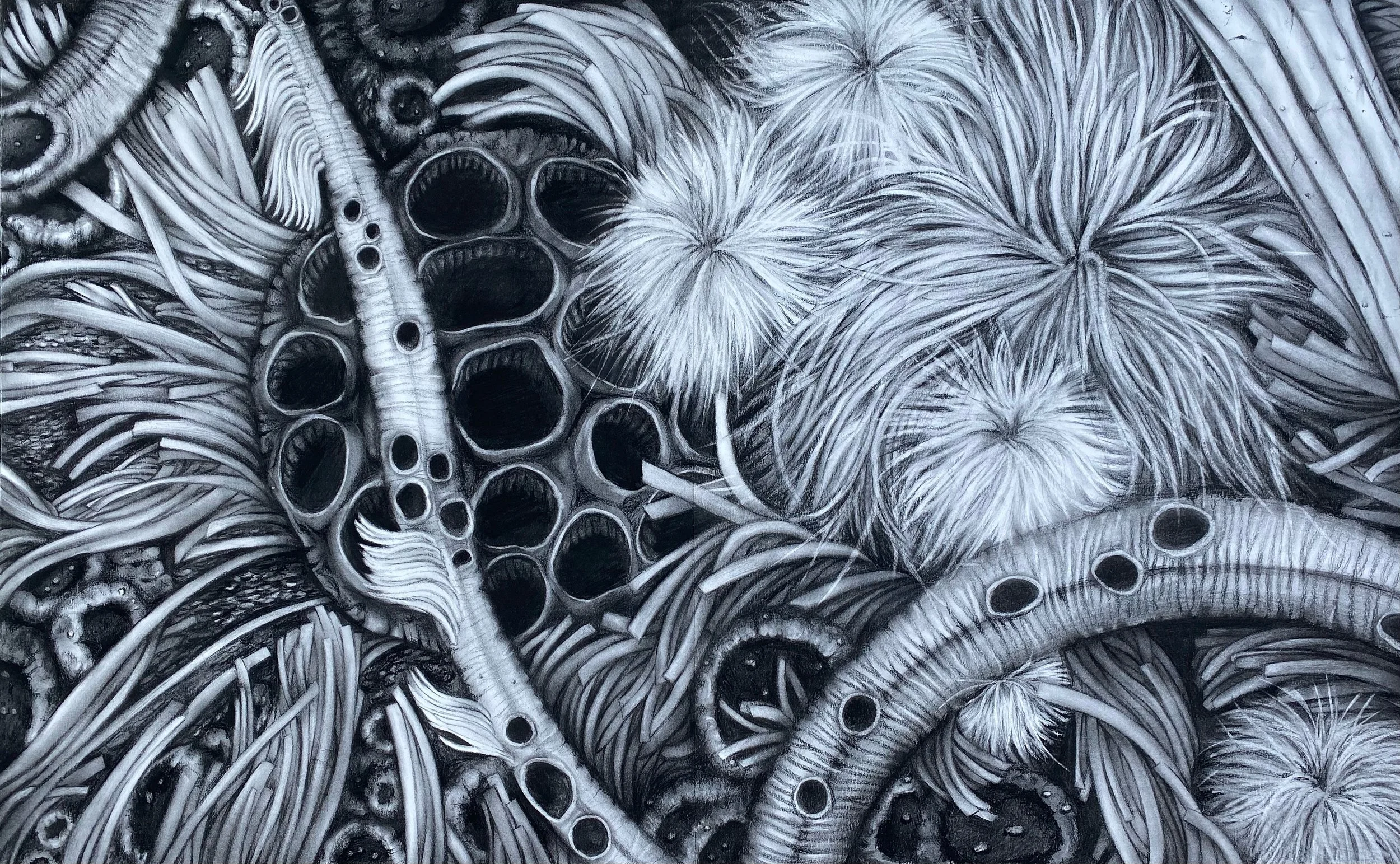 Coexist, charcoal, 24x38in, 2023. 

