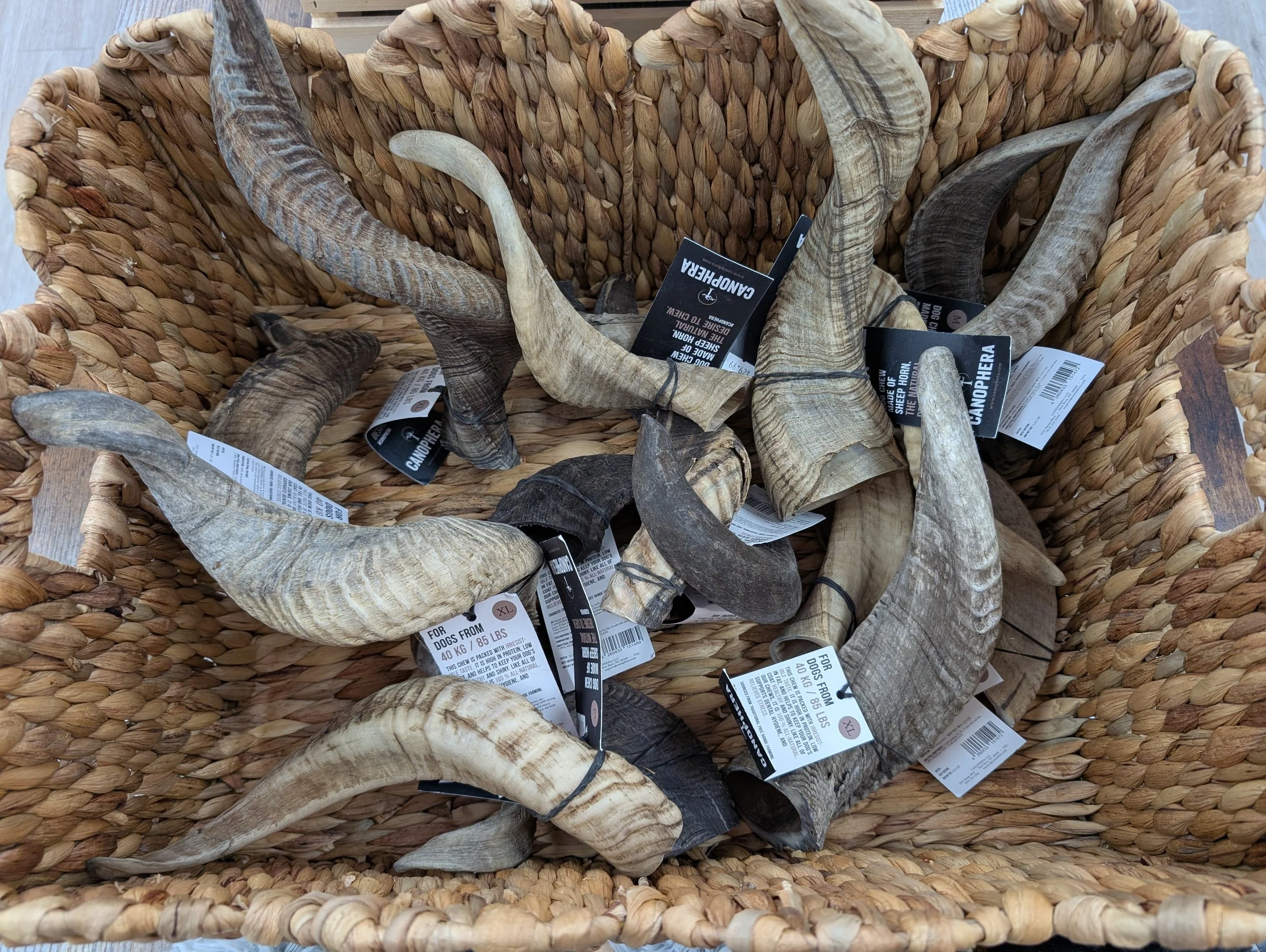 Ram Horns.jpg