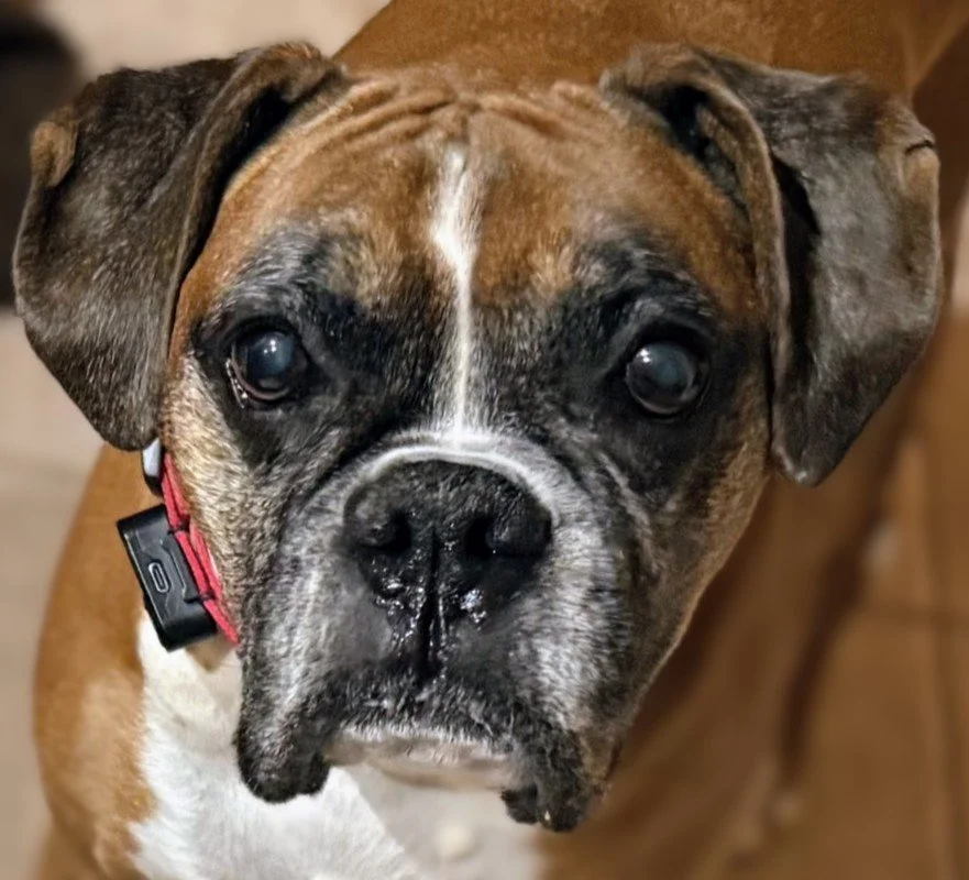 Close-up of a brindle and white Boxer dog's face with soulful eyes and a black nose.