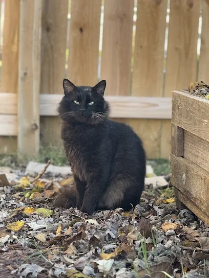 Rescue One Springfield