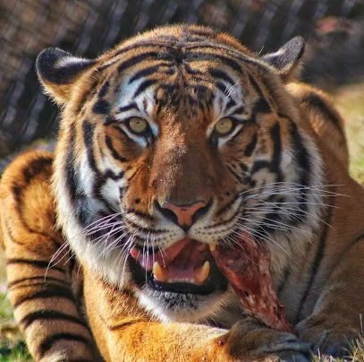 Dickerson Park Zoo