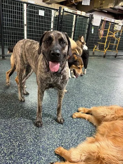 Howliday Pet Resort
