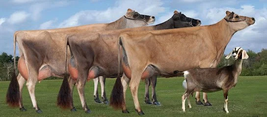 Camelot Cattle Company
