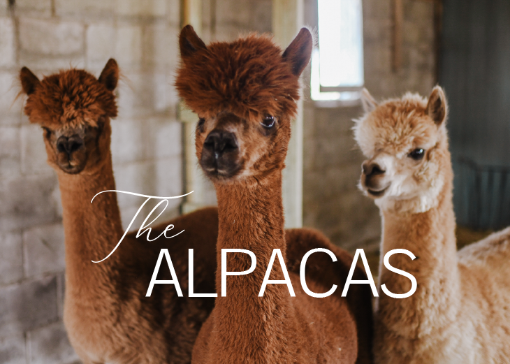 The-Alpacas-01.png