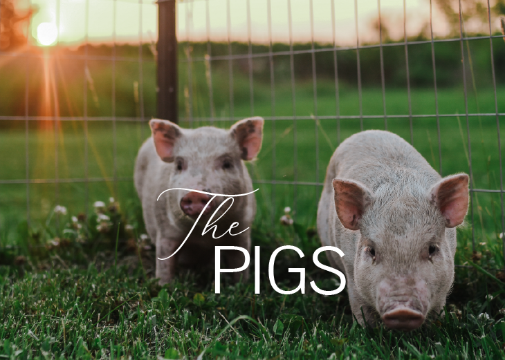 the-pigs-01.png