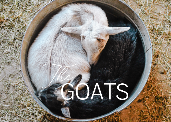 The-Goats-01.png